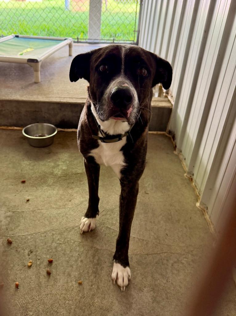 Enlarge Sparky, a Adoptable Terrier in Glenfield, NY image 3/5