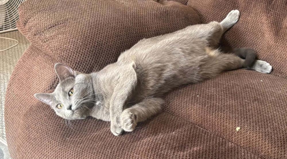 Enlarge Poptart, a Adoptable Domestic Short Hair in Plymouth, MN image 1/5
