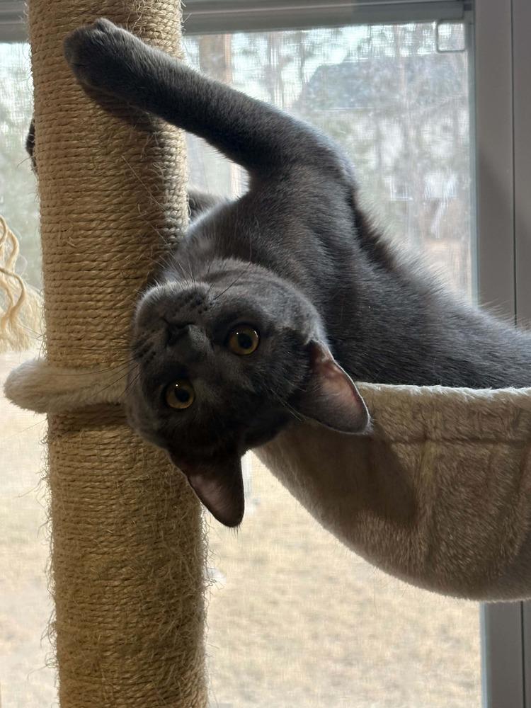 Enlarge Poptart, a Adoptable Domestic Short Hair in Plymouth, MN image 2/5