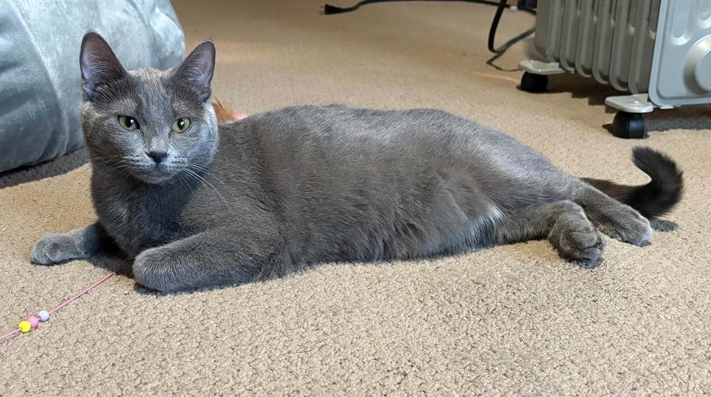 Enlarge Poptart, a Adoptable Domestic Short Hair in Plymouth, MN image 5/5