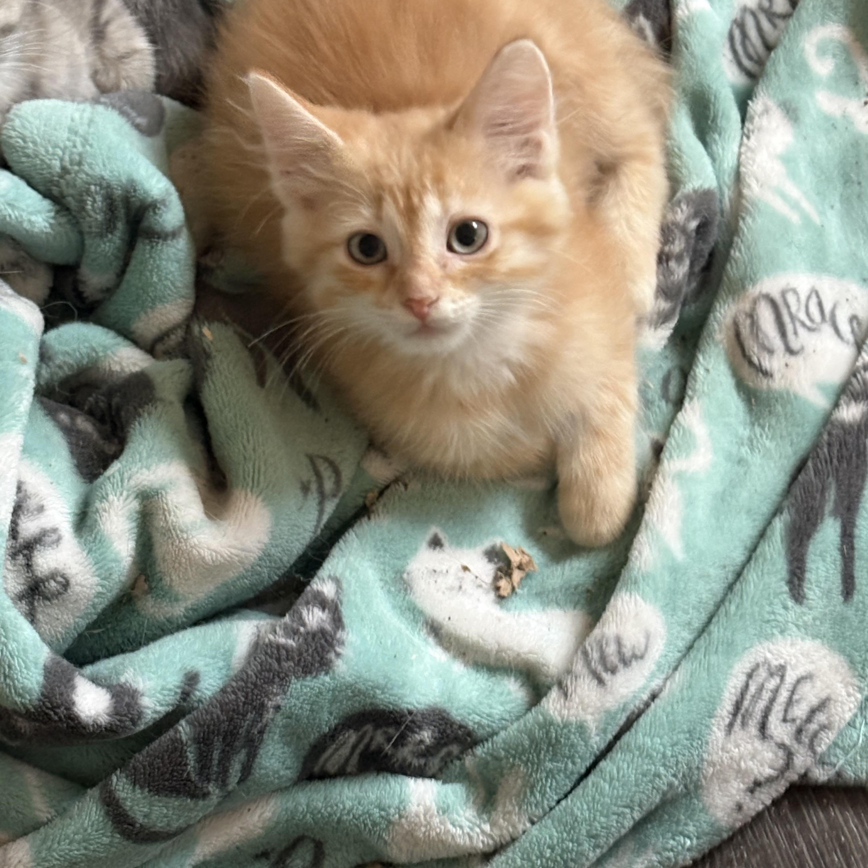 Enlarge Haiti, a Adopted Domestic Short Hair in Highland, IN image 1/3