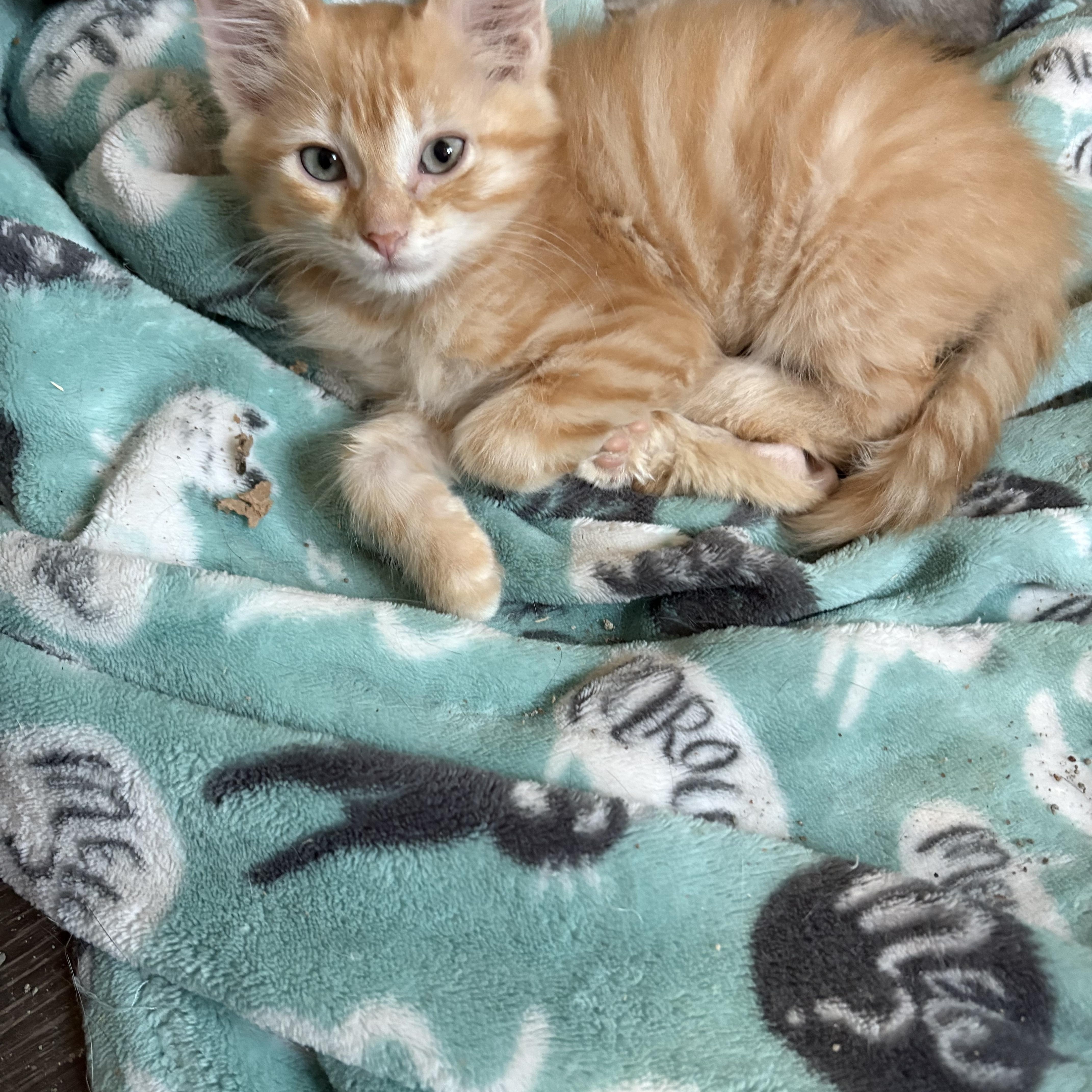 Enlarge Haiti, a Adopted Domestic Short Hair in Highland, IN image 2/3