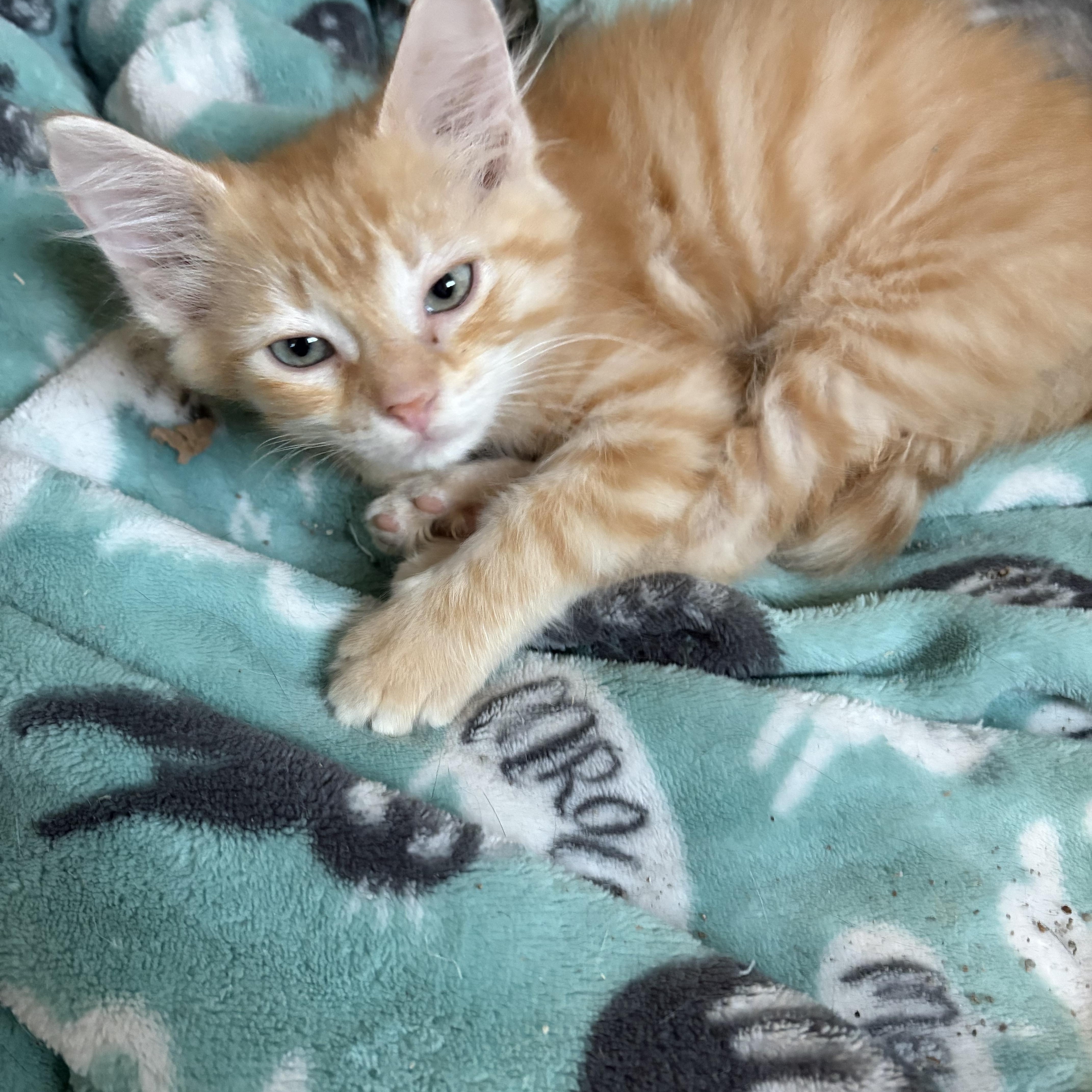 Enlarge Haiti, a Adopted Domestic Short Hair in Highland, IN image 3/3