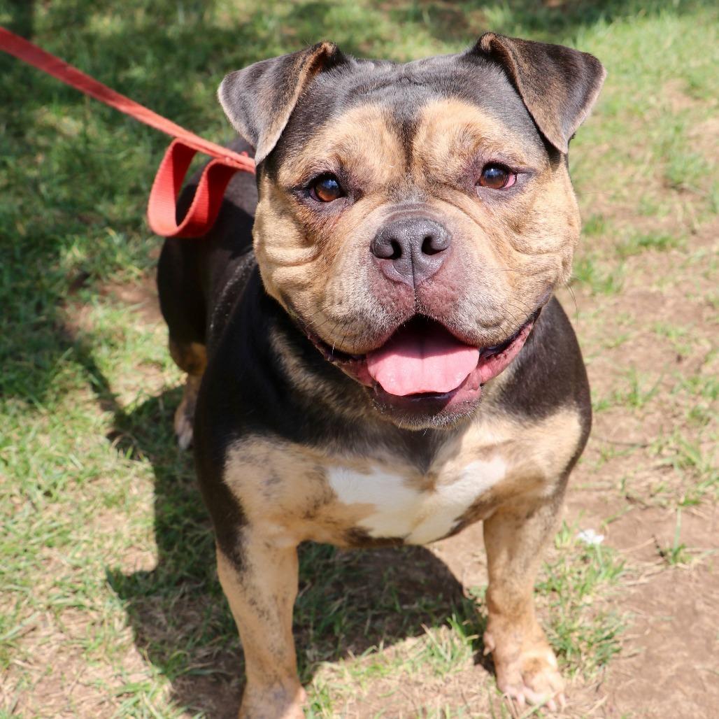 Brooklyn, Adoptable, Adult Female Mixed Breed.
