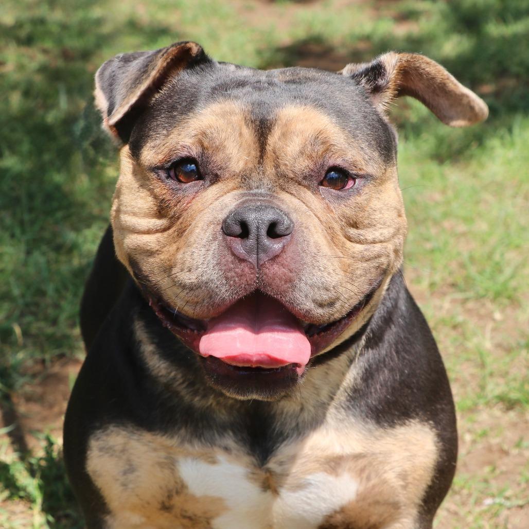 Enlarge Brooklyn, a Adoptable Mixed Breed in Allentown, PA image 2/5