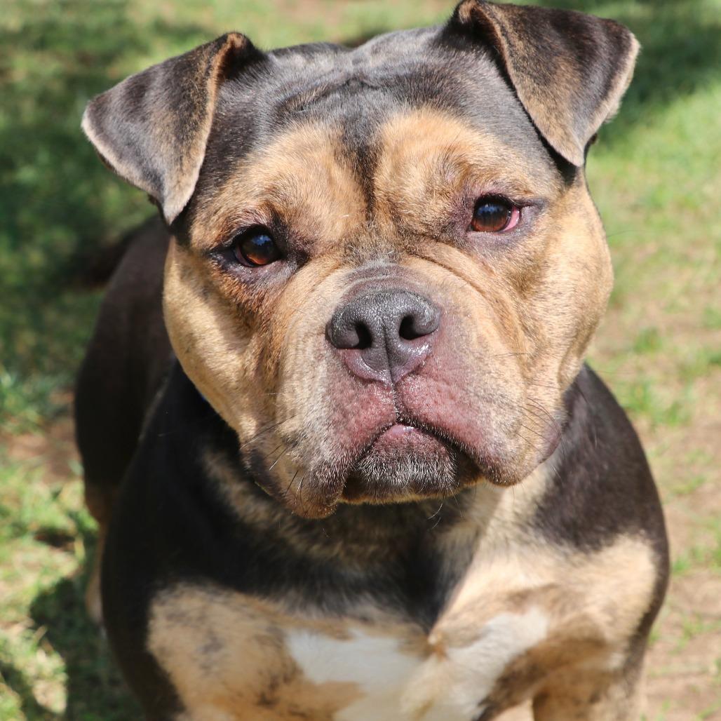 Enlarge Brooklyn, a Adoptable Mixed Breed in Allentown, PA image 3/5