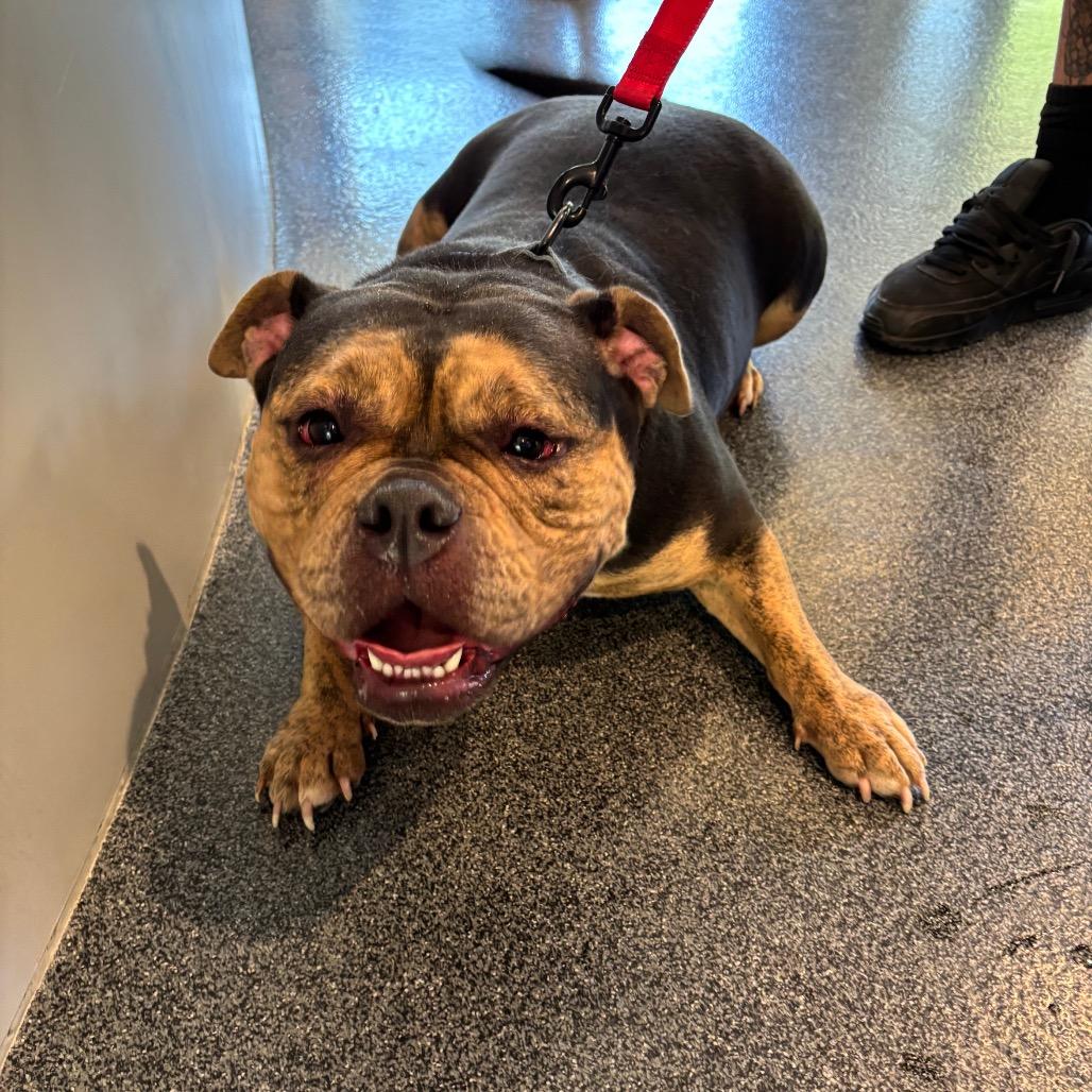 Enlarge Brooklyn, a Adoptable Mixed Breed in Allentown, PA image 4/5