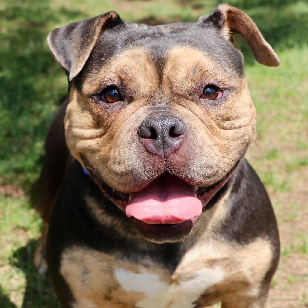 Enlarge Brooklyn, a Adoptable Mixed Breed in Allentown, PA image 5/5