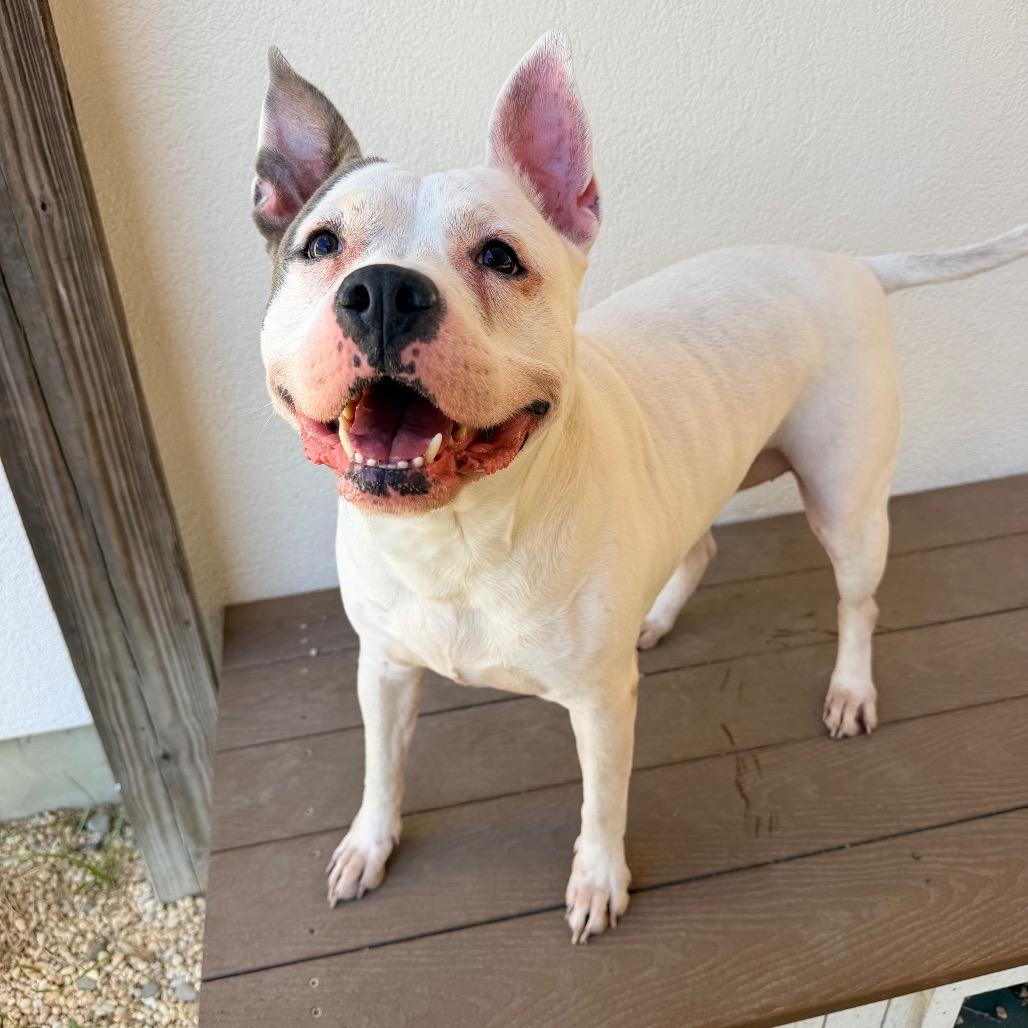 Enlarge Sunflower, a Adoptable Pit Bull Terrier in Newark, NJ image 1/2