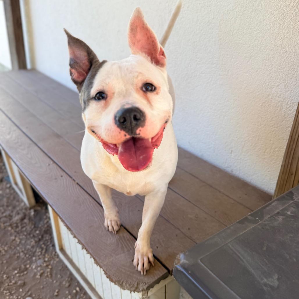 Enlarge Sunflower, a Adoptable Pit Bull Terrier in Newark, NJ image 2/2