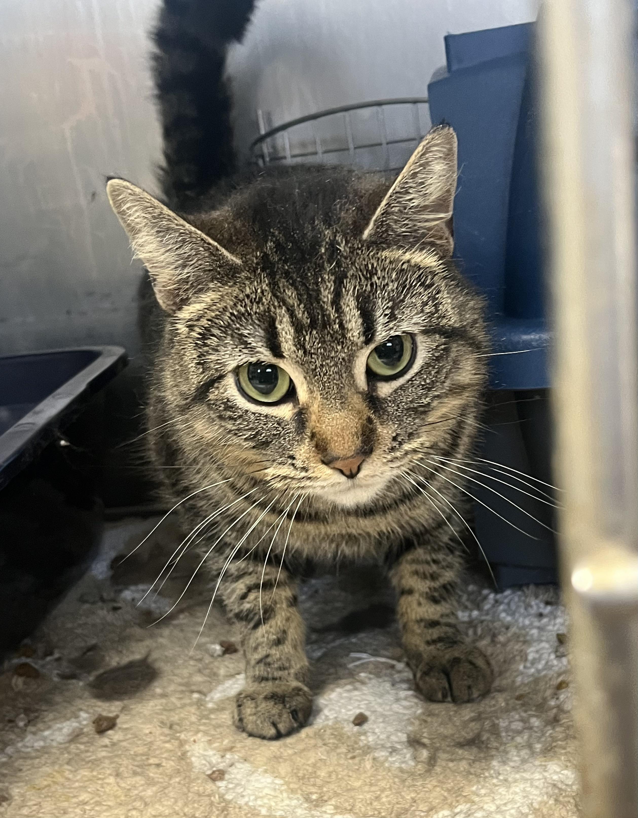 Woodmont- Barn Cat, ADOPTABLE, Adult Female Domestic Short Hair & Tabby.