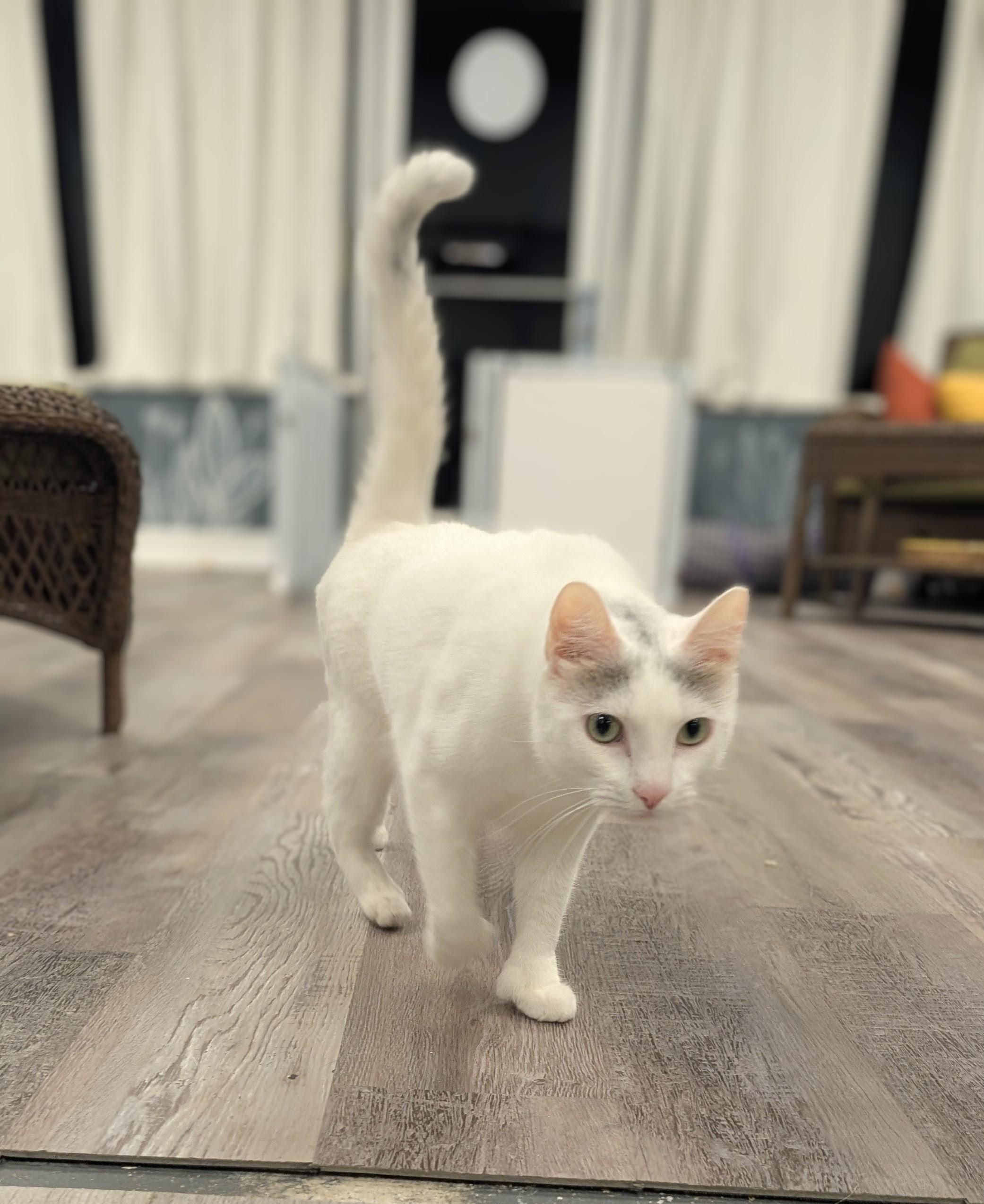 Enlarge Astoria, a ADOPTABLE Domestic Short Hair in Palm Harbor, FL image 2/3