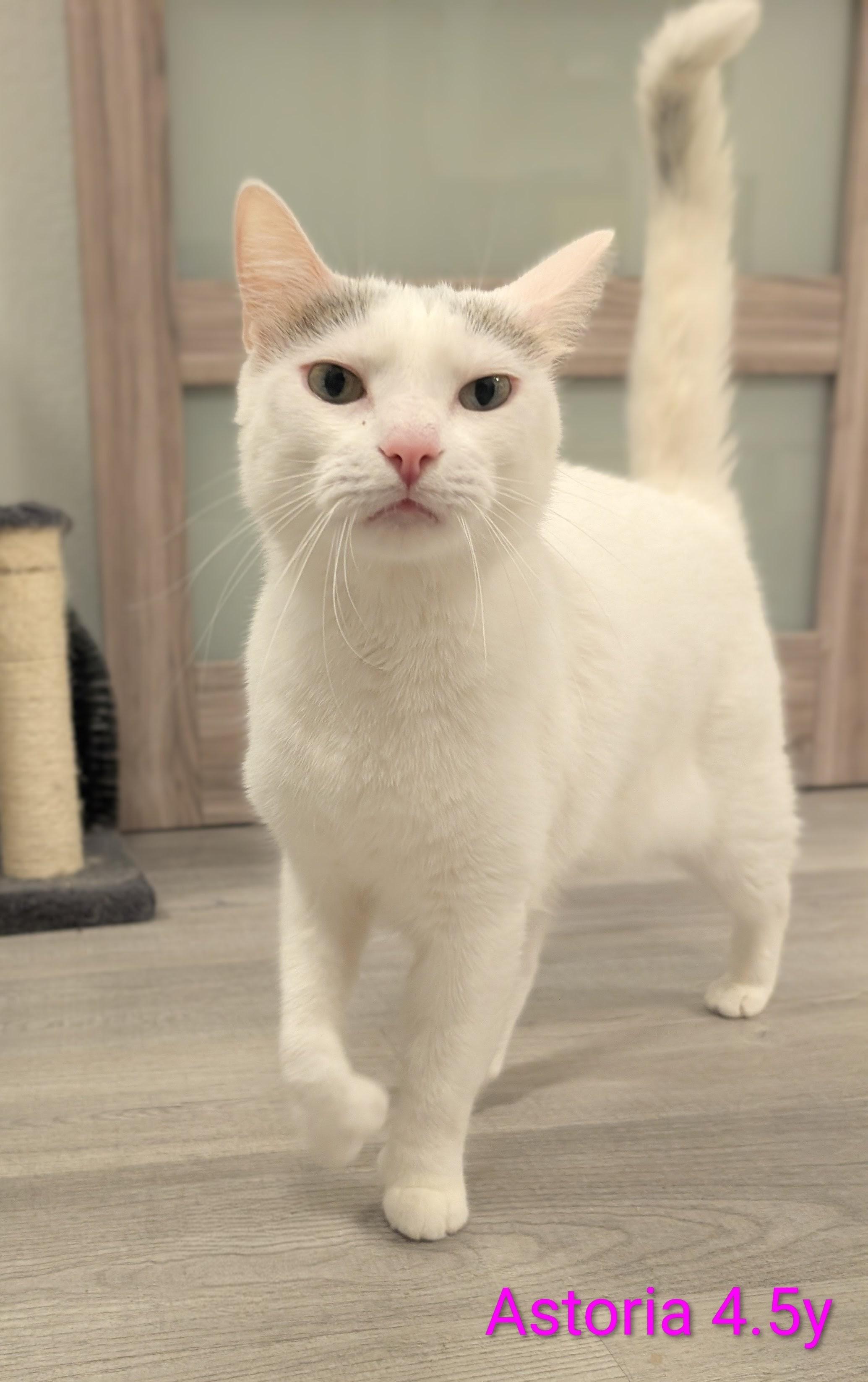 Astoria, ADOPTABLE, Adult Female Domestic Short Hair.