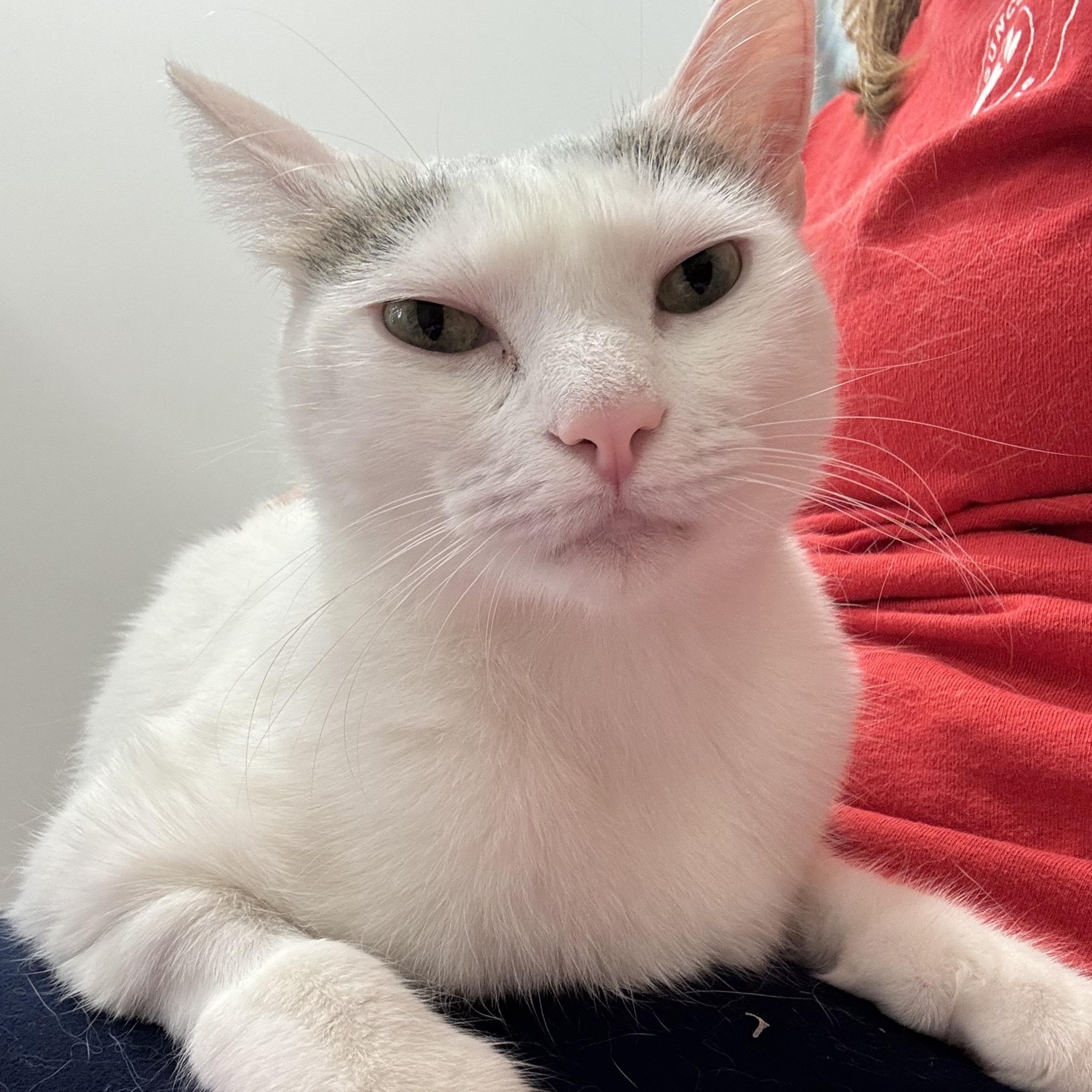 Enlarge Astoria, a ADOPTABLE Domestic Short Hair in Oldsmar, FL image 5/5