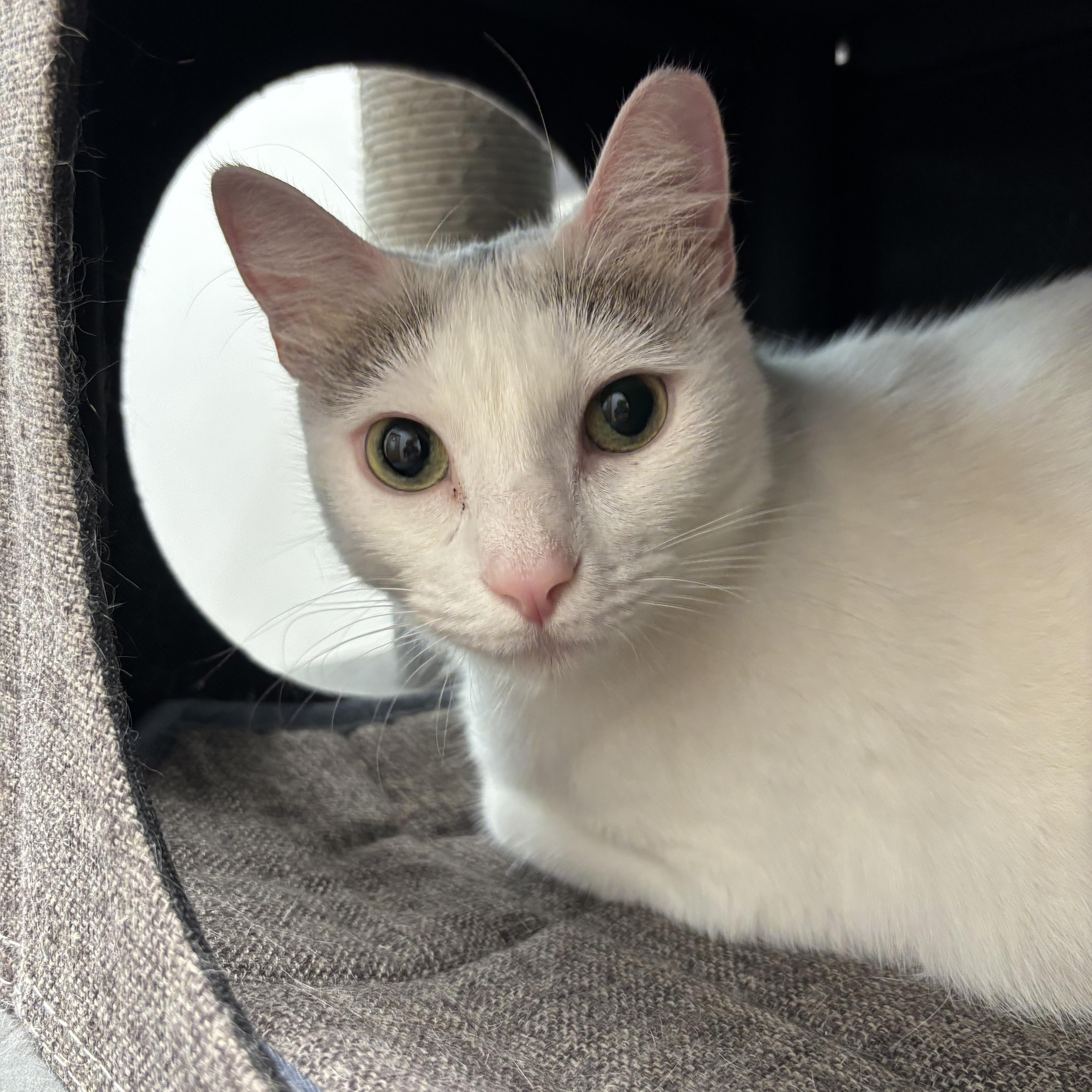 Enlarge Astoria, a ADOPTABLE Domestic Short Hair in Oldsmar, FL image 1/5