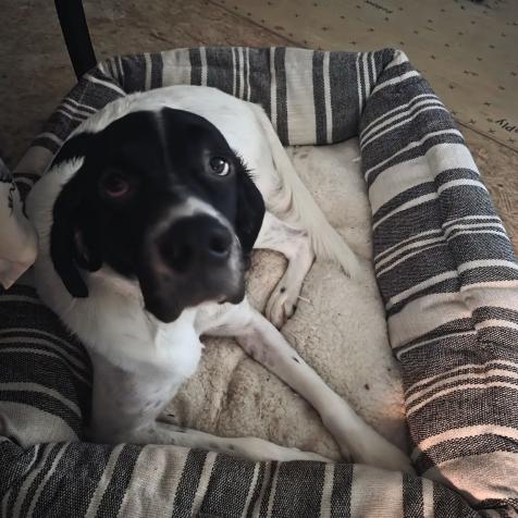 Willie, a ADOPTABLE mixed breed in Partlow, VA image 2/2