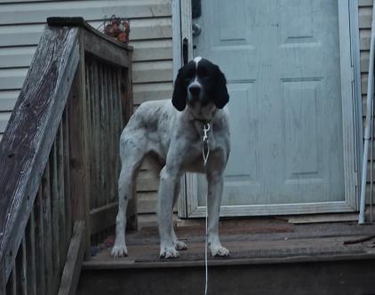 Willie, a ADOPTABLE mixed breed in Partlow, VA image 1/2