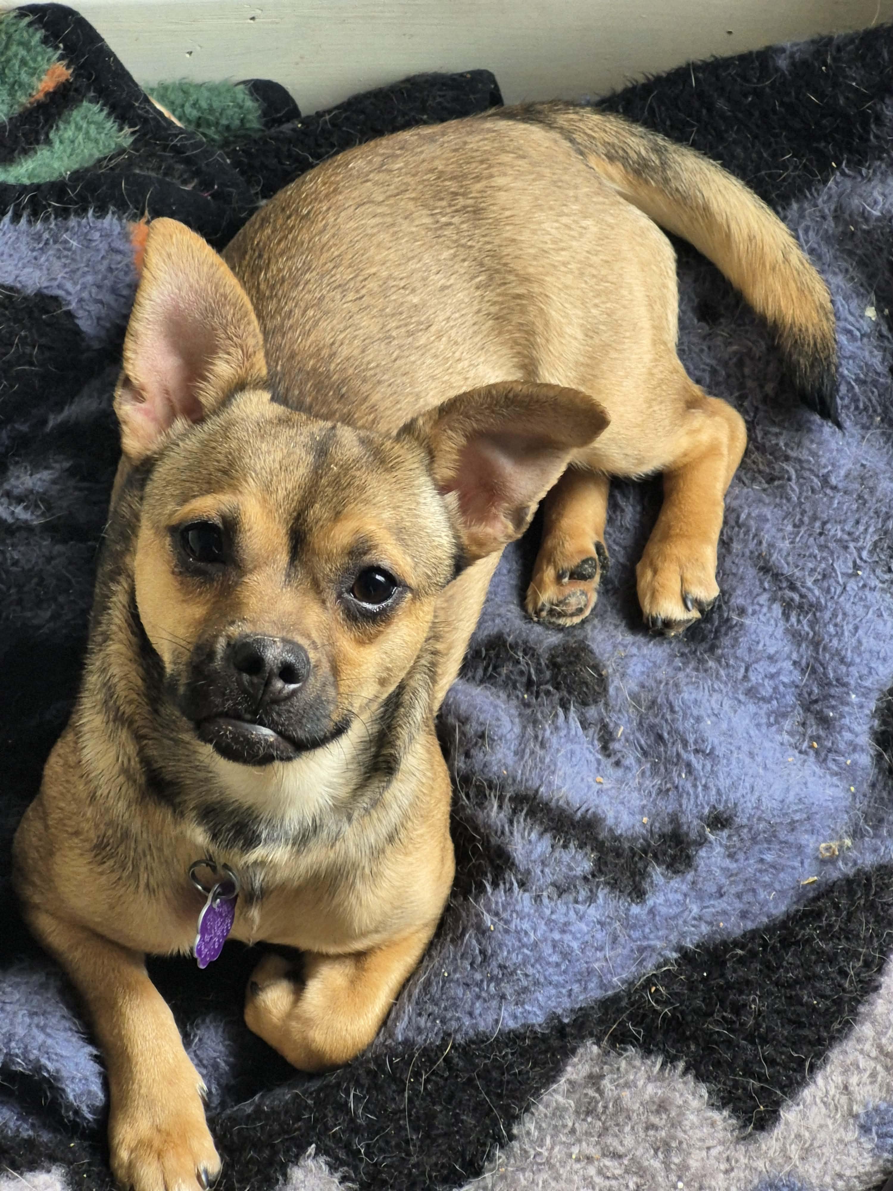 Cera, ADOPTABLE, Puppy Female Chihuahua & Yorkshire Terrier.