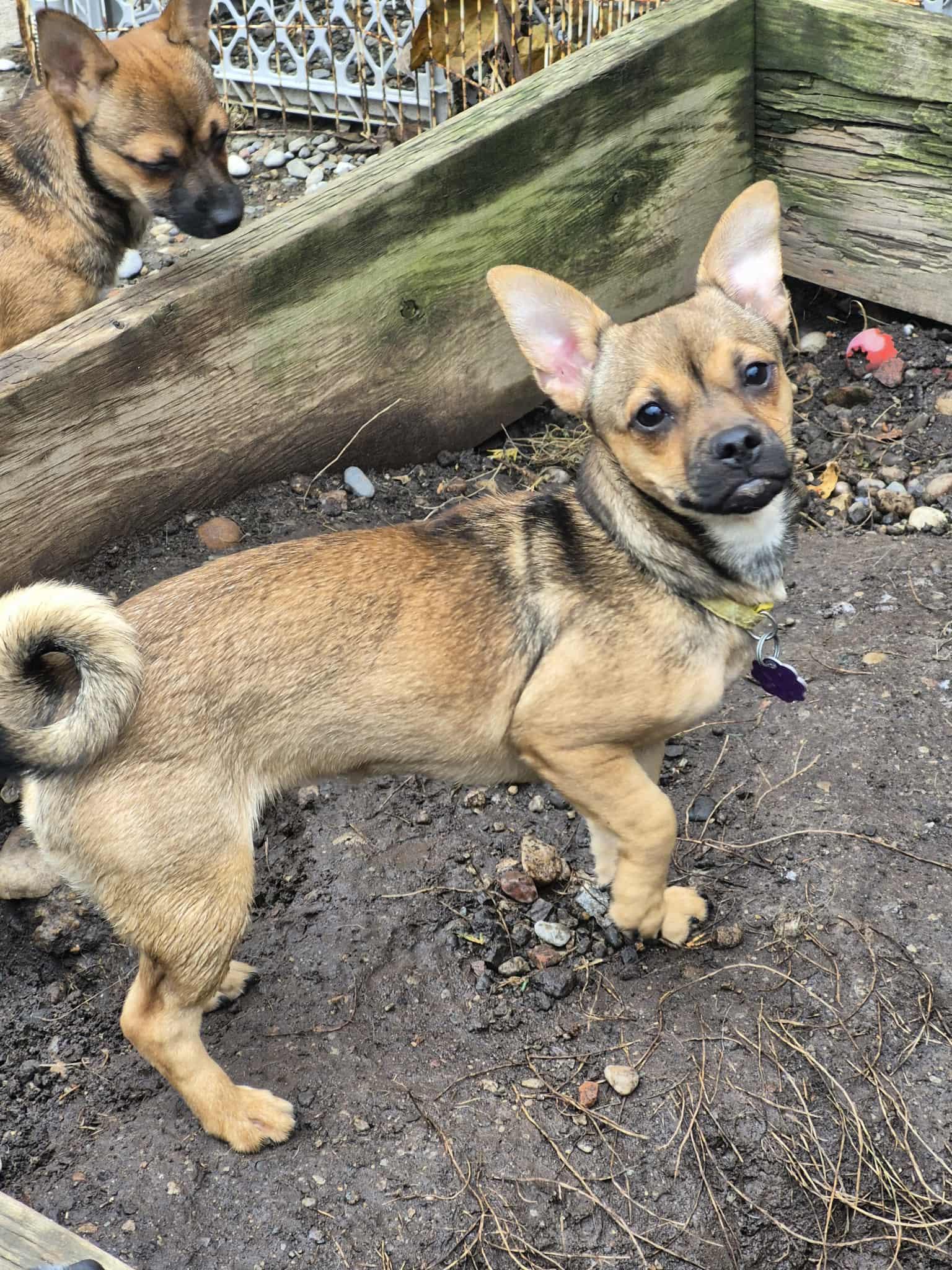 Enlarge Cera, a ADOPTABLE mixed breed in Chatham, ON image 1/2