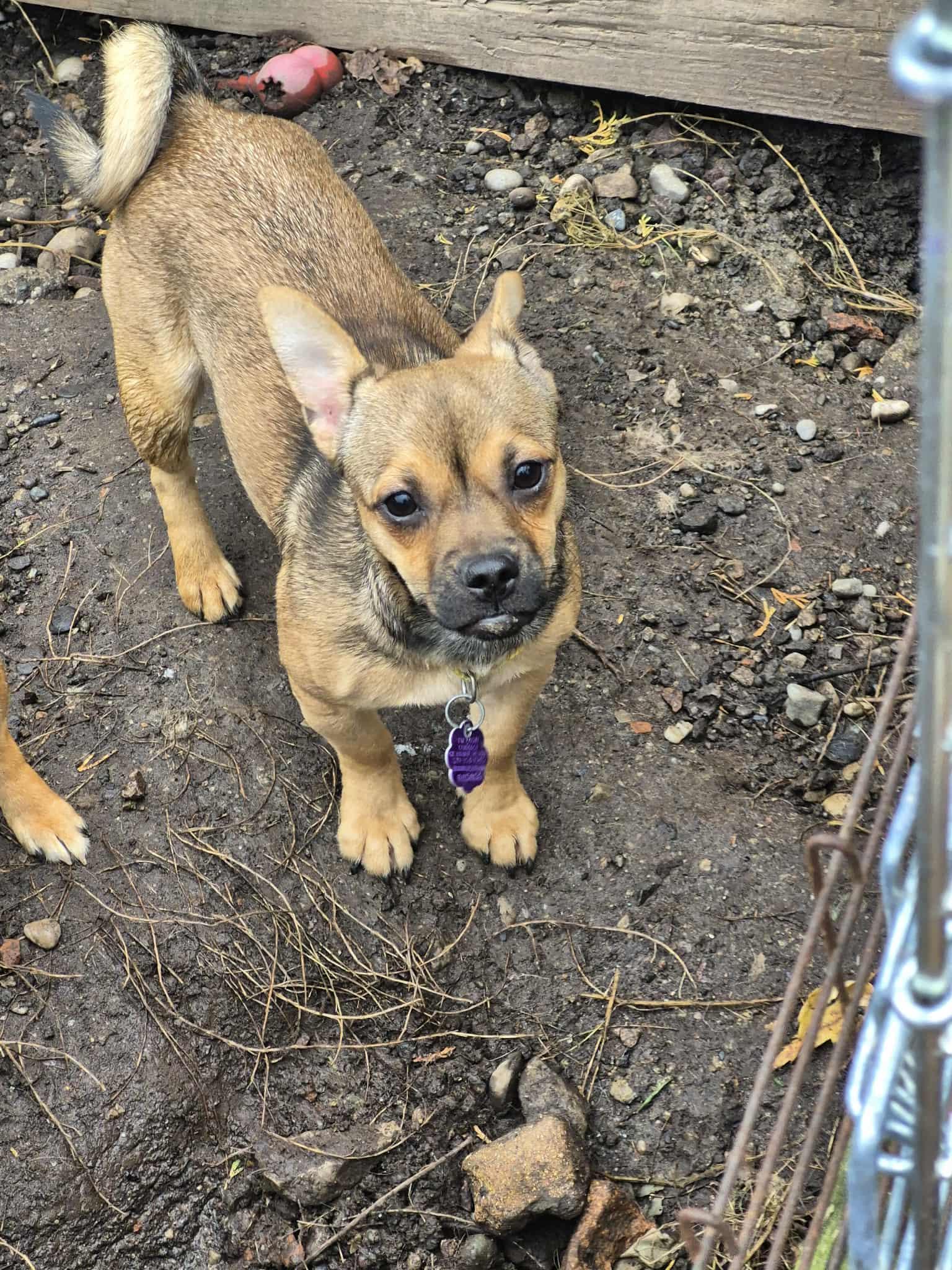 Enlarge Cera, a ADOPTABLE mixed breed in Chatham, ON image 2/2