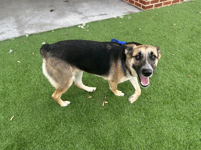 Enlarge DAHLIA, a Adoptable mixed breed in Grand Prairie, TX image 1/1