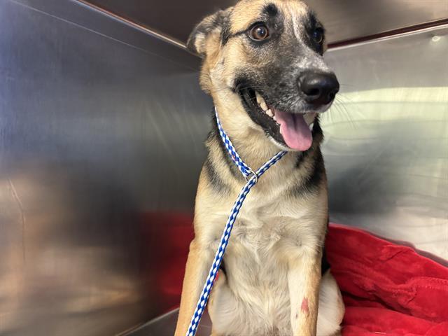 Enlarge DAHLIA, a Adoptable mixed breed in Grand Prairie, TX image 1/1