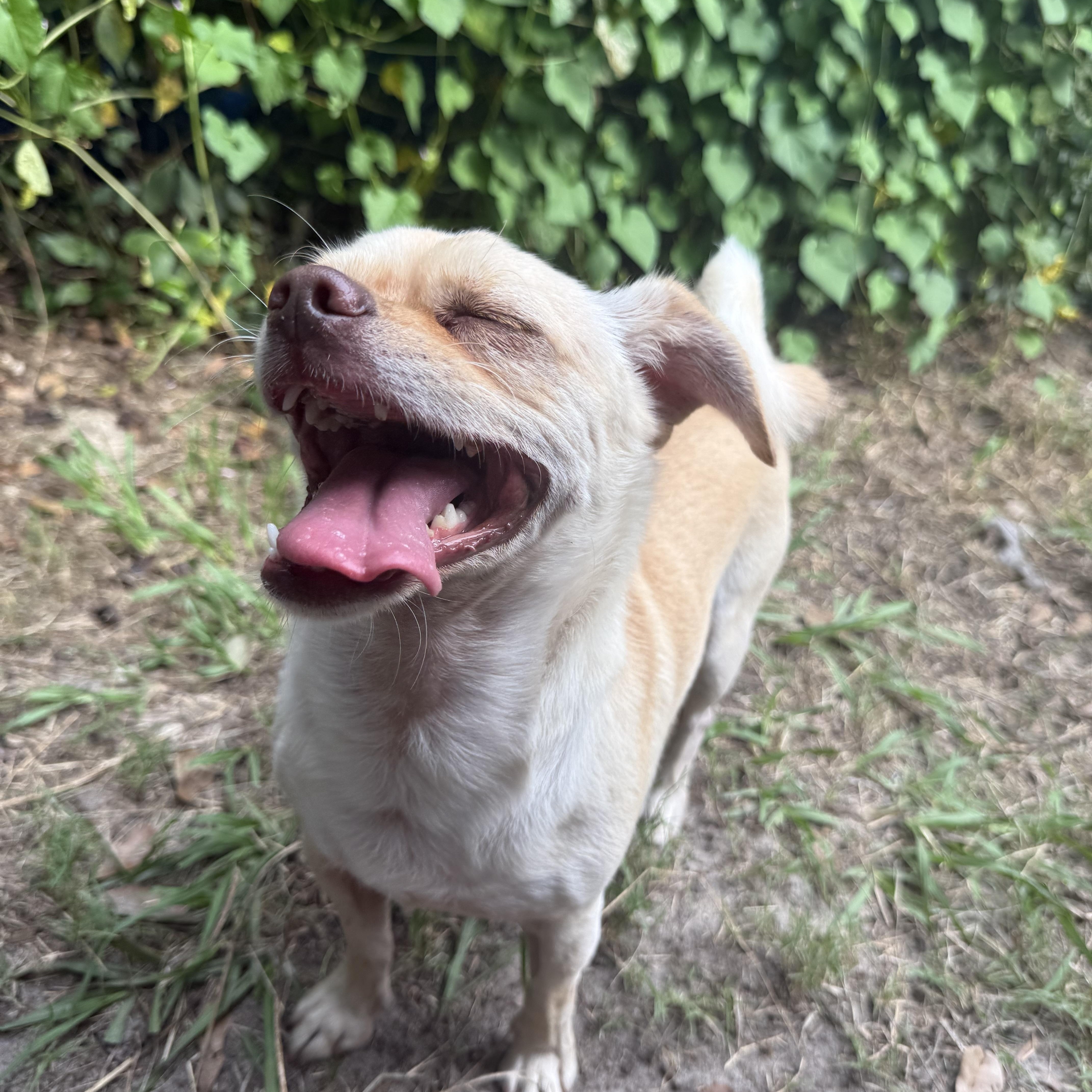 Archie, a Adoptable mixed breed in Plant City, FL image 4/4