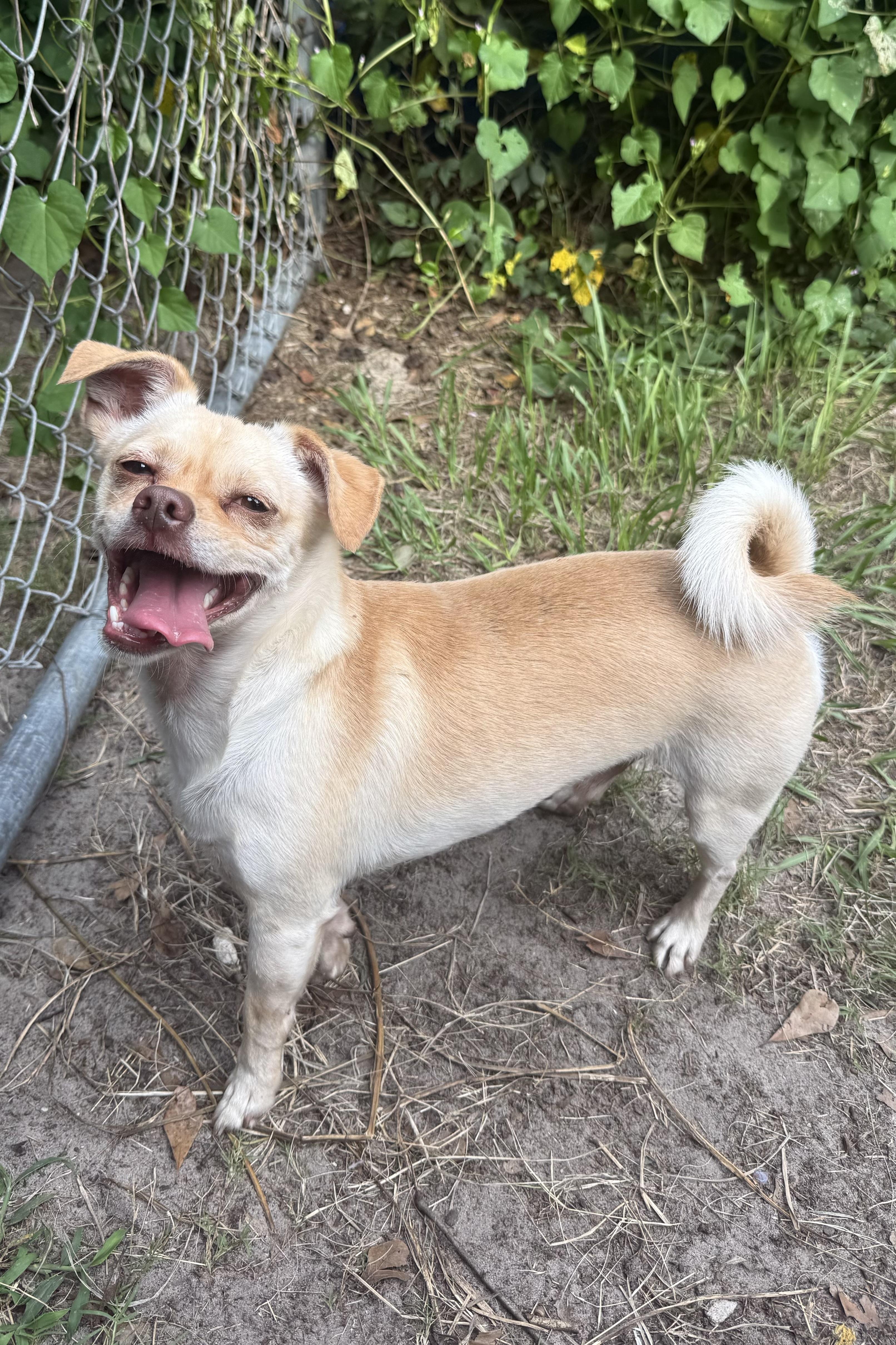 Archie, Adoptable, Adult Male Pug & Chihuahua.
