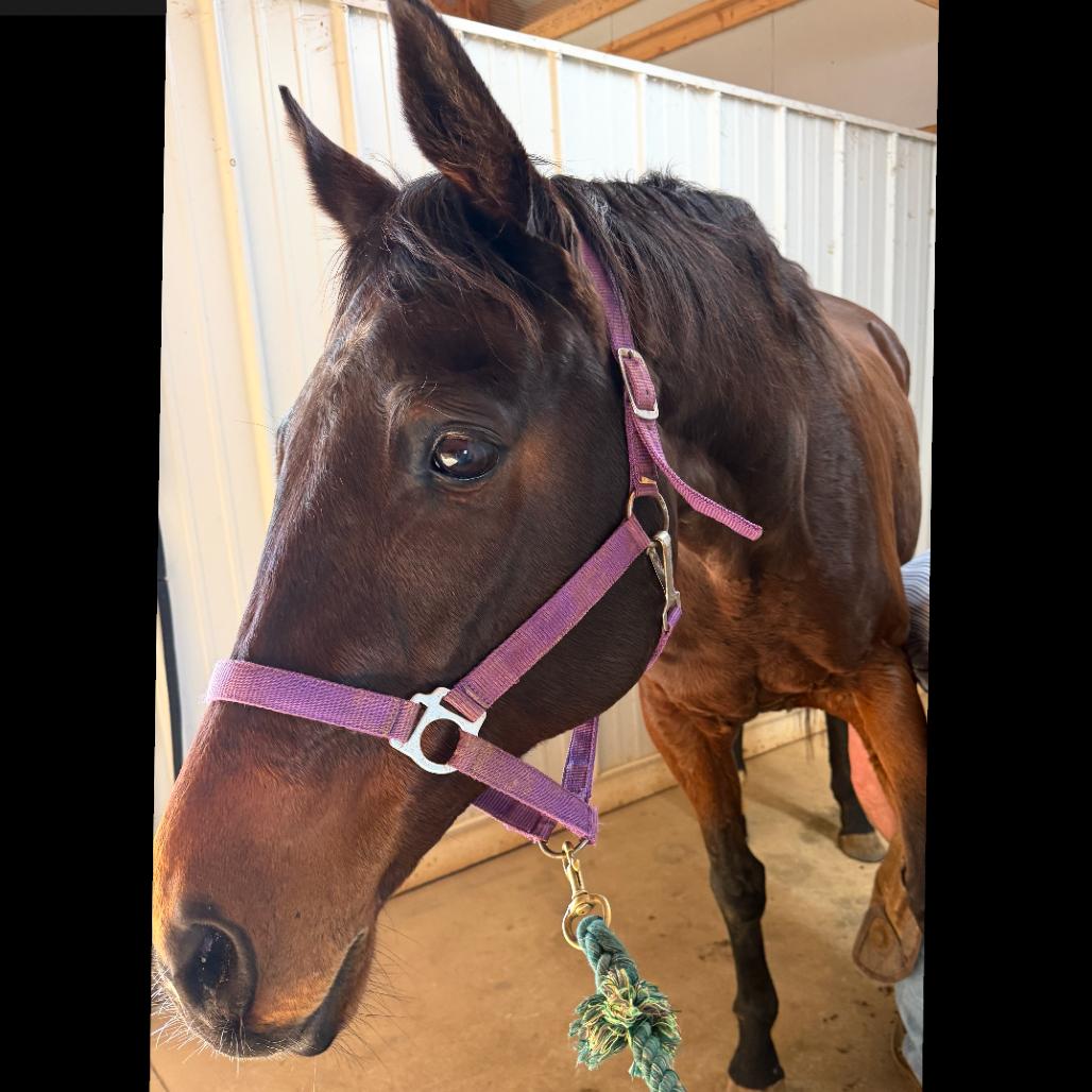 Star, Adoptable, Senior Female Thoroughbred.