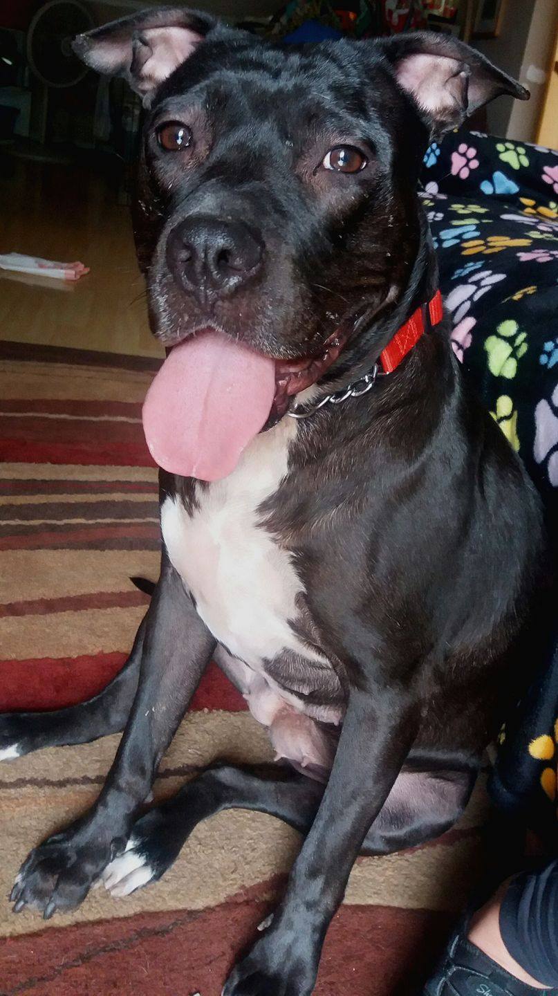 Enlarge Faith, a Adoptable Terrier in Coral Springs, FL image 2/6