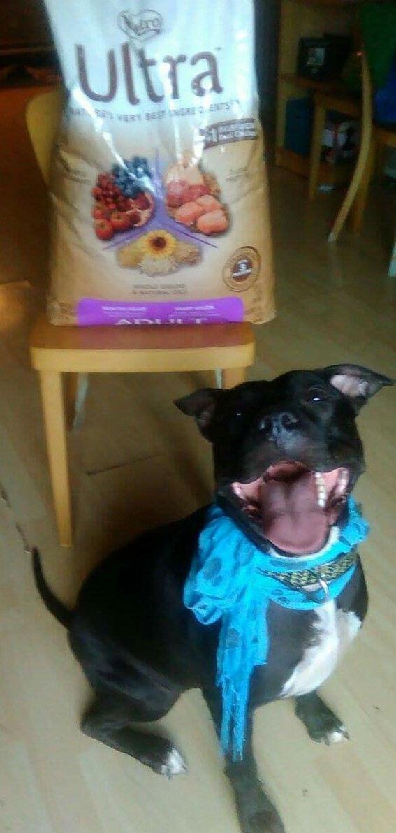 Enlarge Faith, a Adoptable Terrier in Coral Springs, FL image 3/6