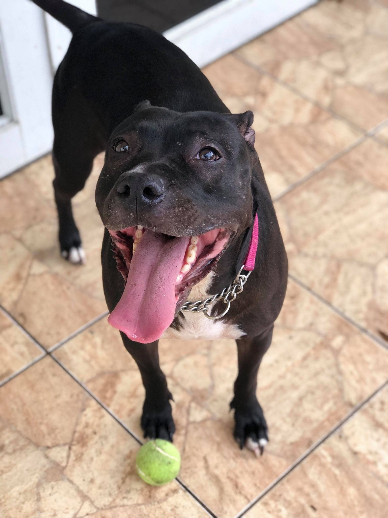Enlarge Faith, a Adoptable Terrier in Coral Springs, FL image 4/6