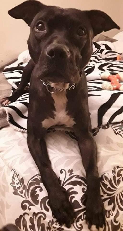 Enlarge Faith, a Adoptable Terrier in Coral Springs, FL image 5/6