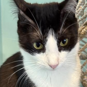 Runtley, an adoptable Domestic Short Hair in Aiea, HI, 96701 | Photo Image 3