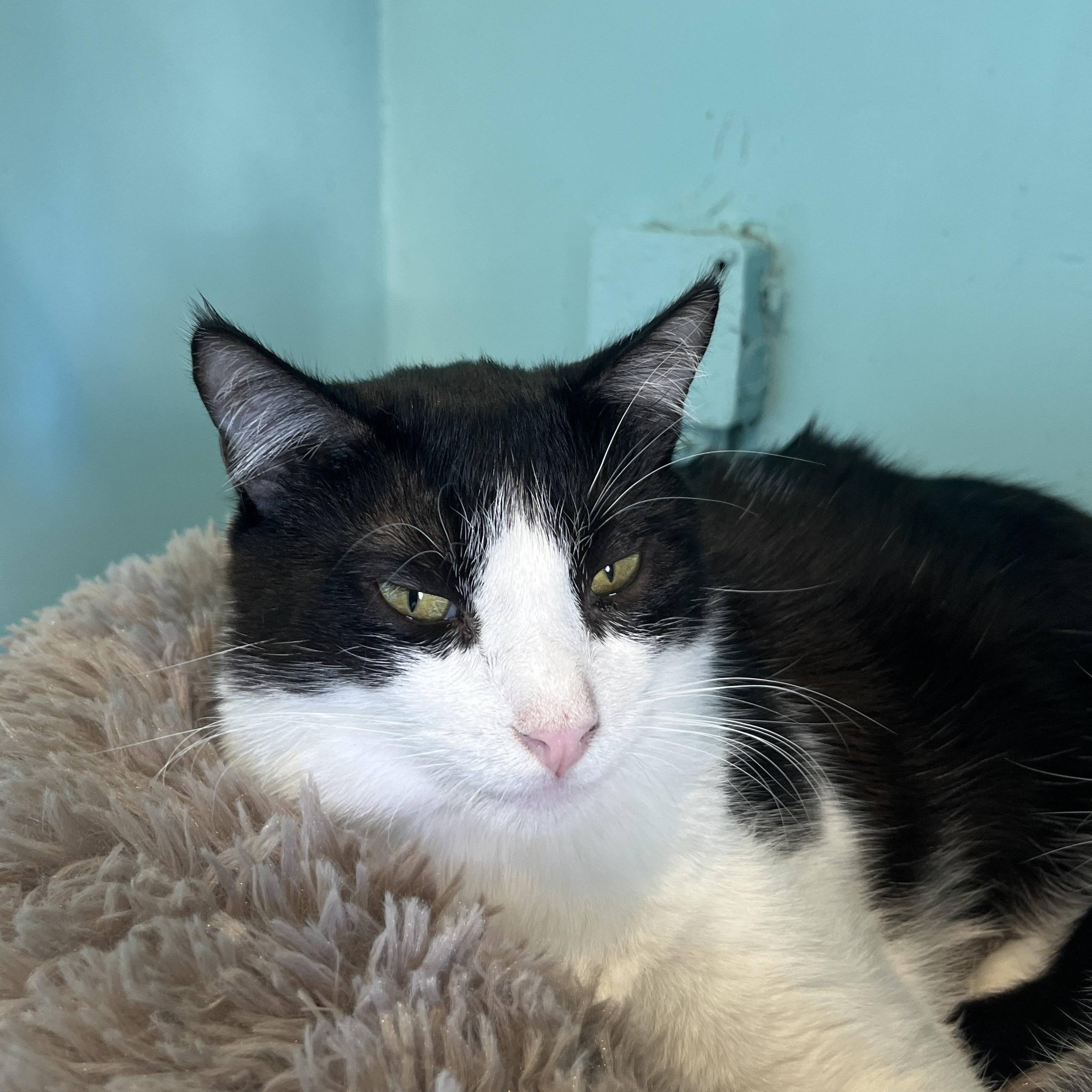 Runtley, an adoptable Domestic Short Hair in Aiea, HI, 96701 | Photo Image 2