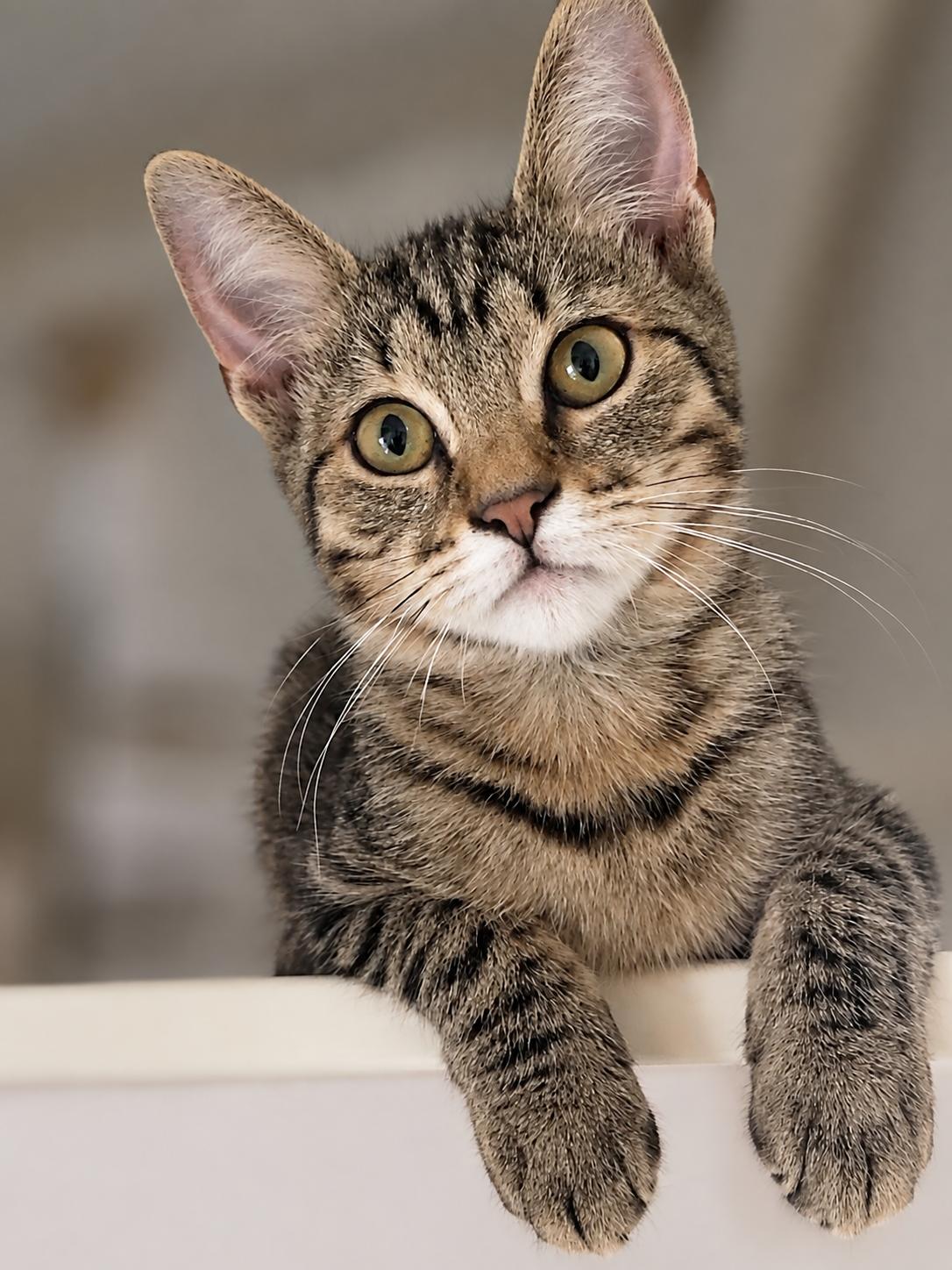 Gustavo, ADOPTABLE, Young Male Domestic Short Hair.