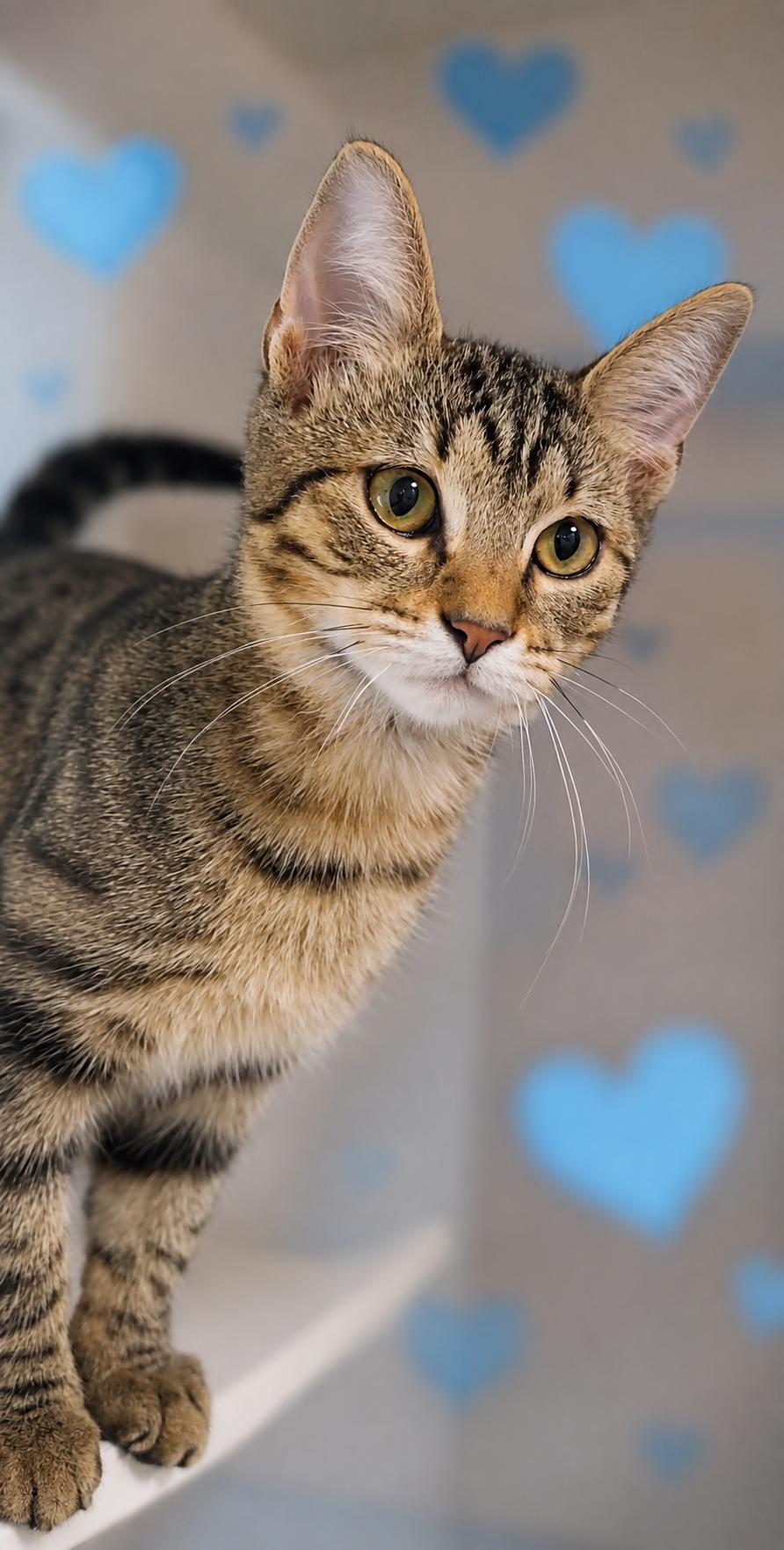 Gustavo, a ADOPTABLE Domestic Short Hair in Scottsdale, AZ image 2/4
