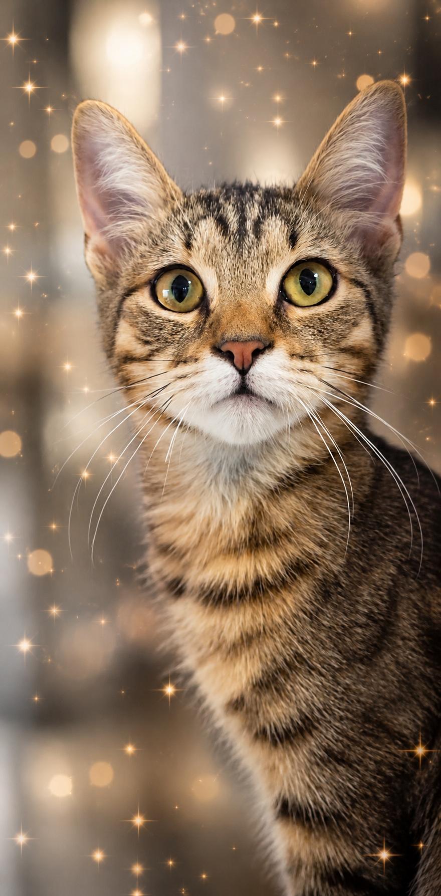 Gustavo, a ADOPTABLE Domestic Short Hair in Scottsdale, AZ image 3/4