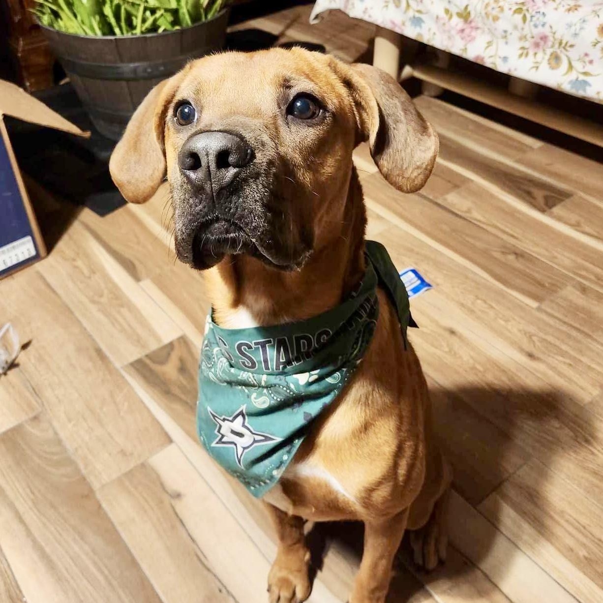 Bucee Boo thumbnail 3