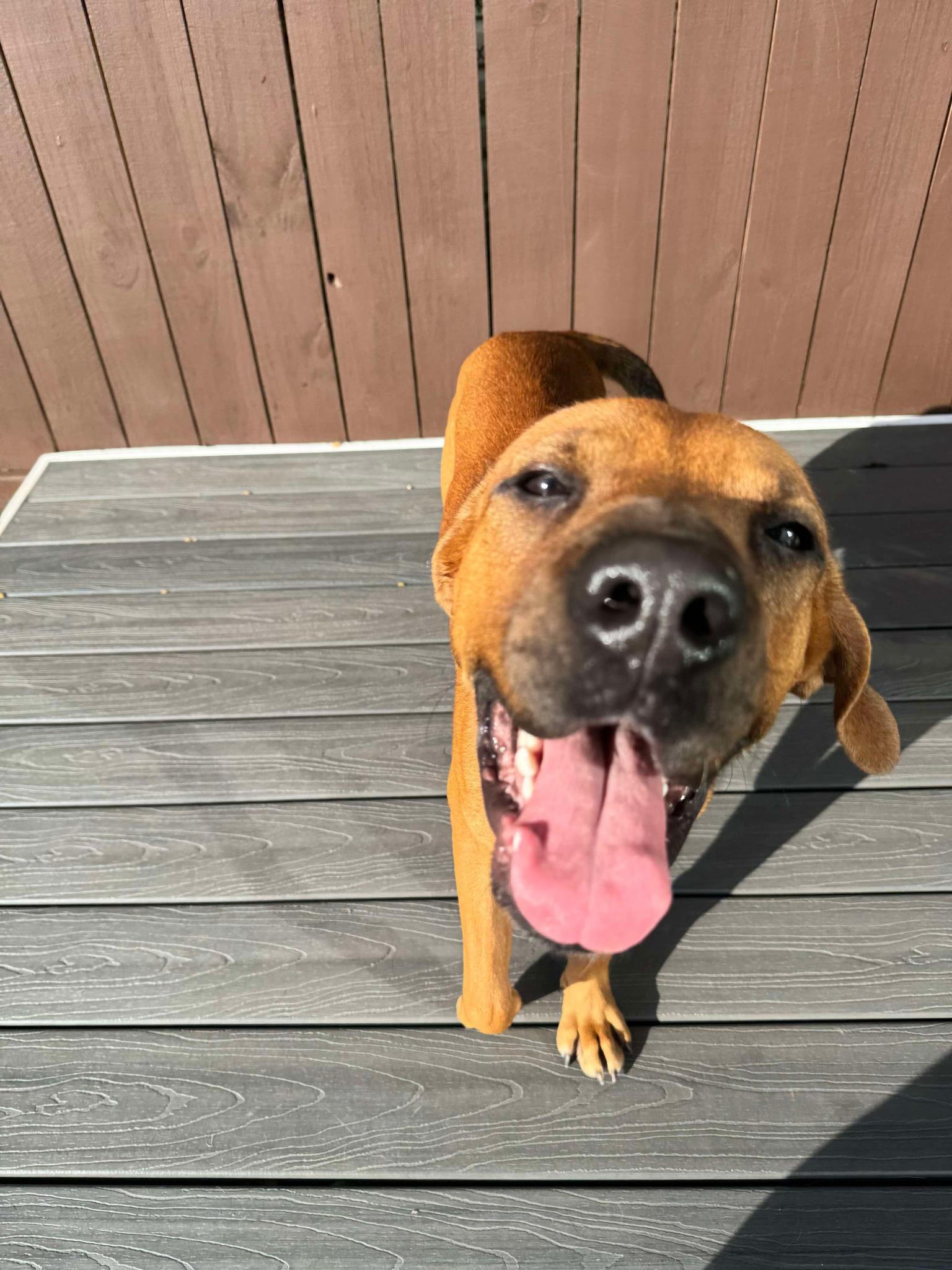 Bucee Boo thumbnail 6