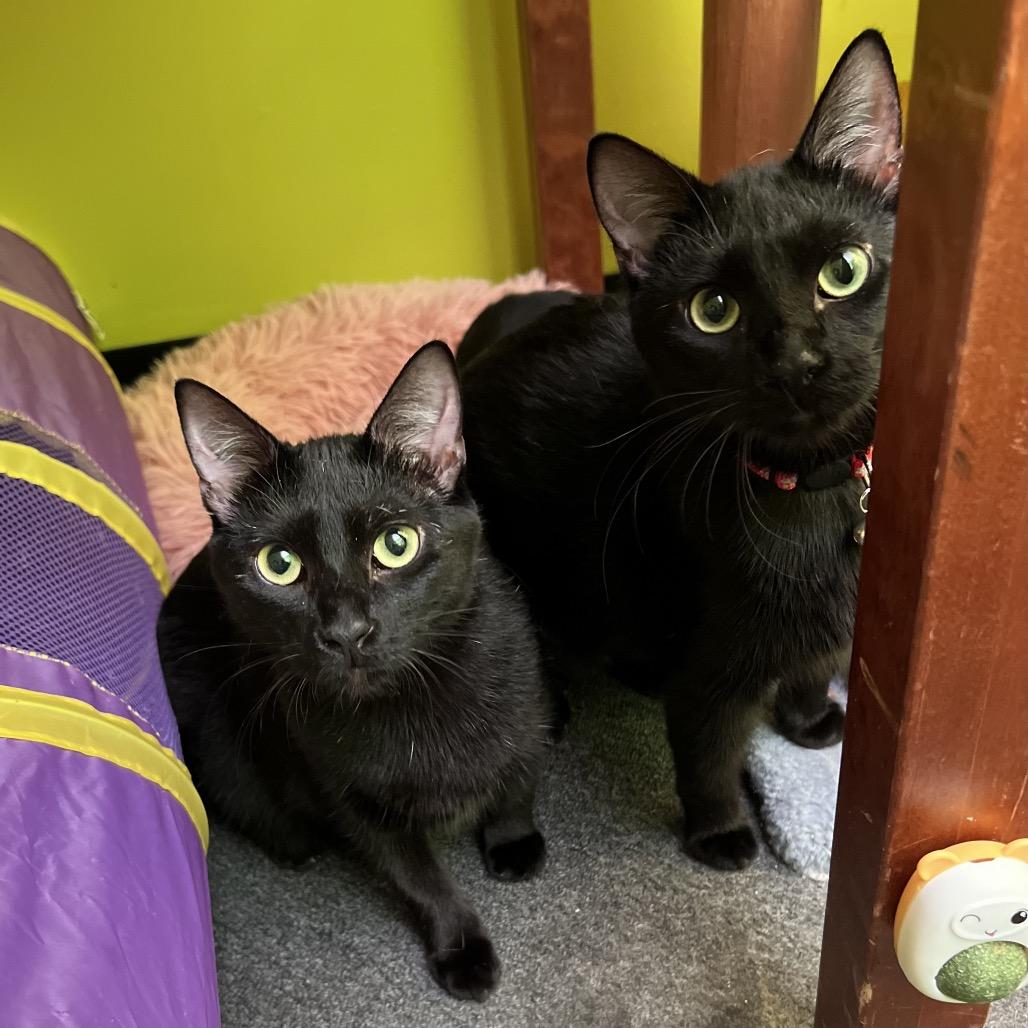 Phantom Purr & Mystery Meowington (bonded)