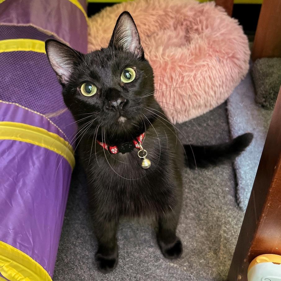 Phantom Purr & Mystery Meowington (bonded)