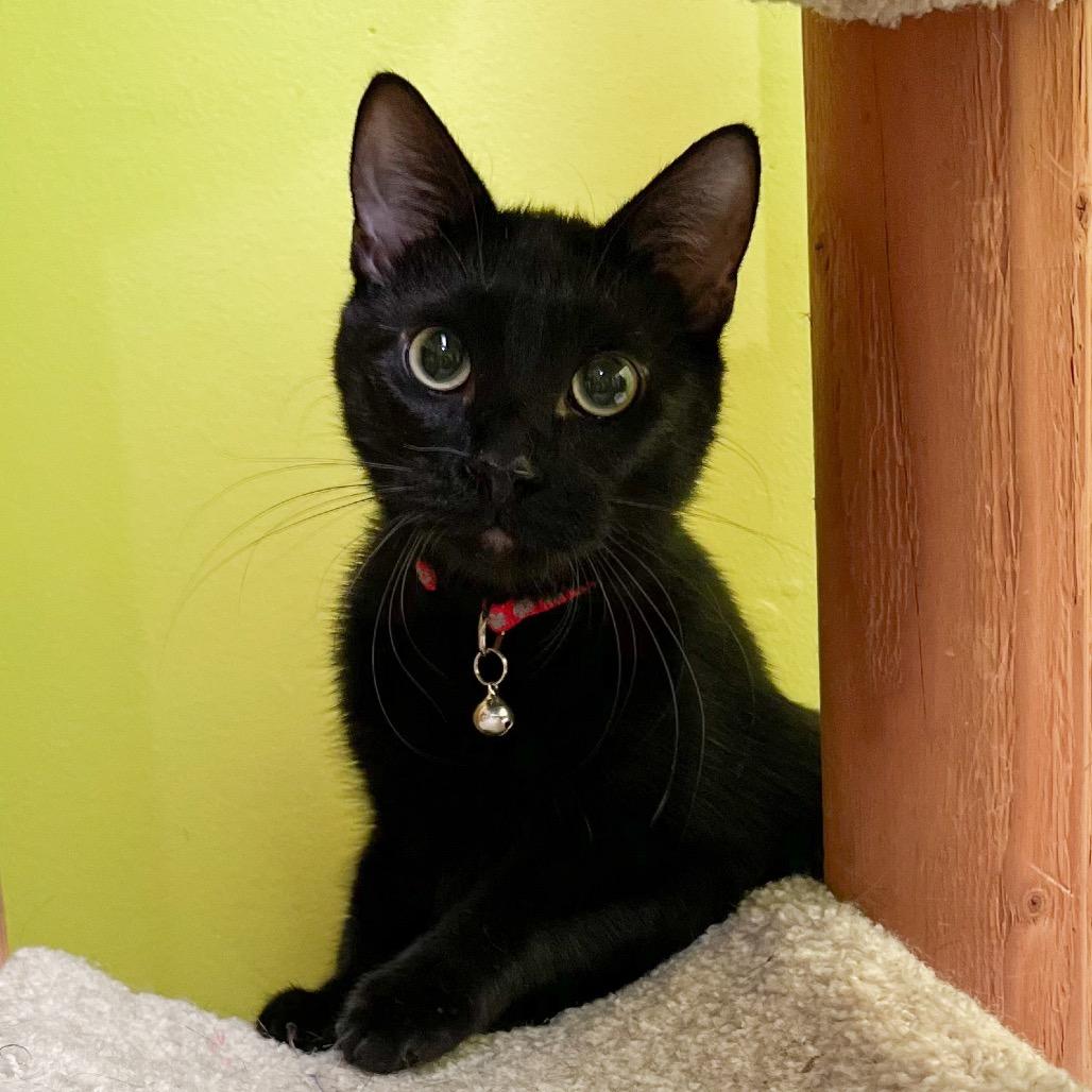 Phantom Purr & Mystery Meowington (bonded)