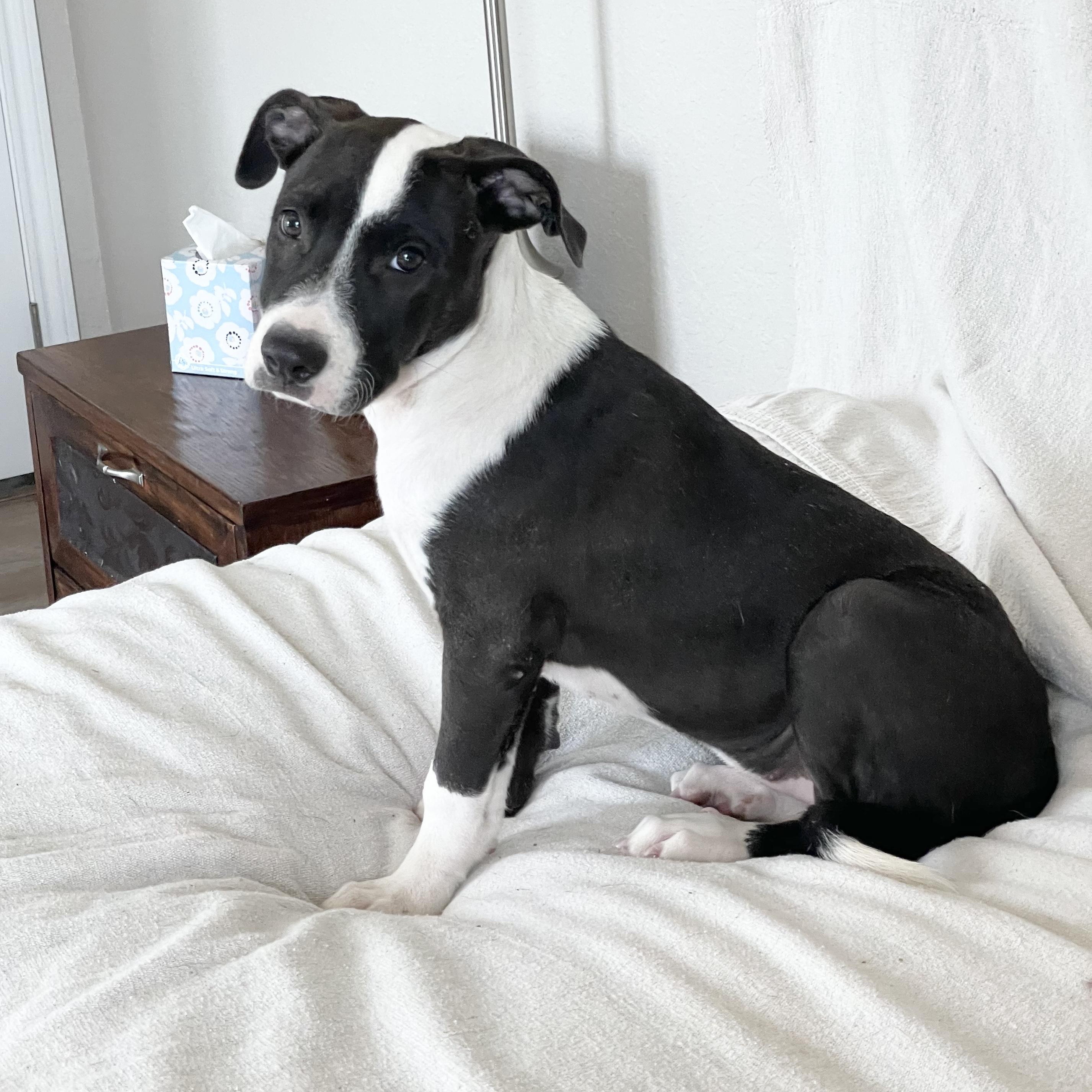 Darling Dixie Lee, a ADOPTABLE mixed breed in West Hartford , CT image 3/4