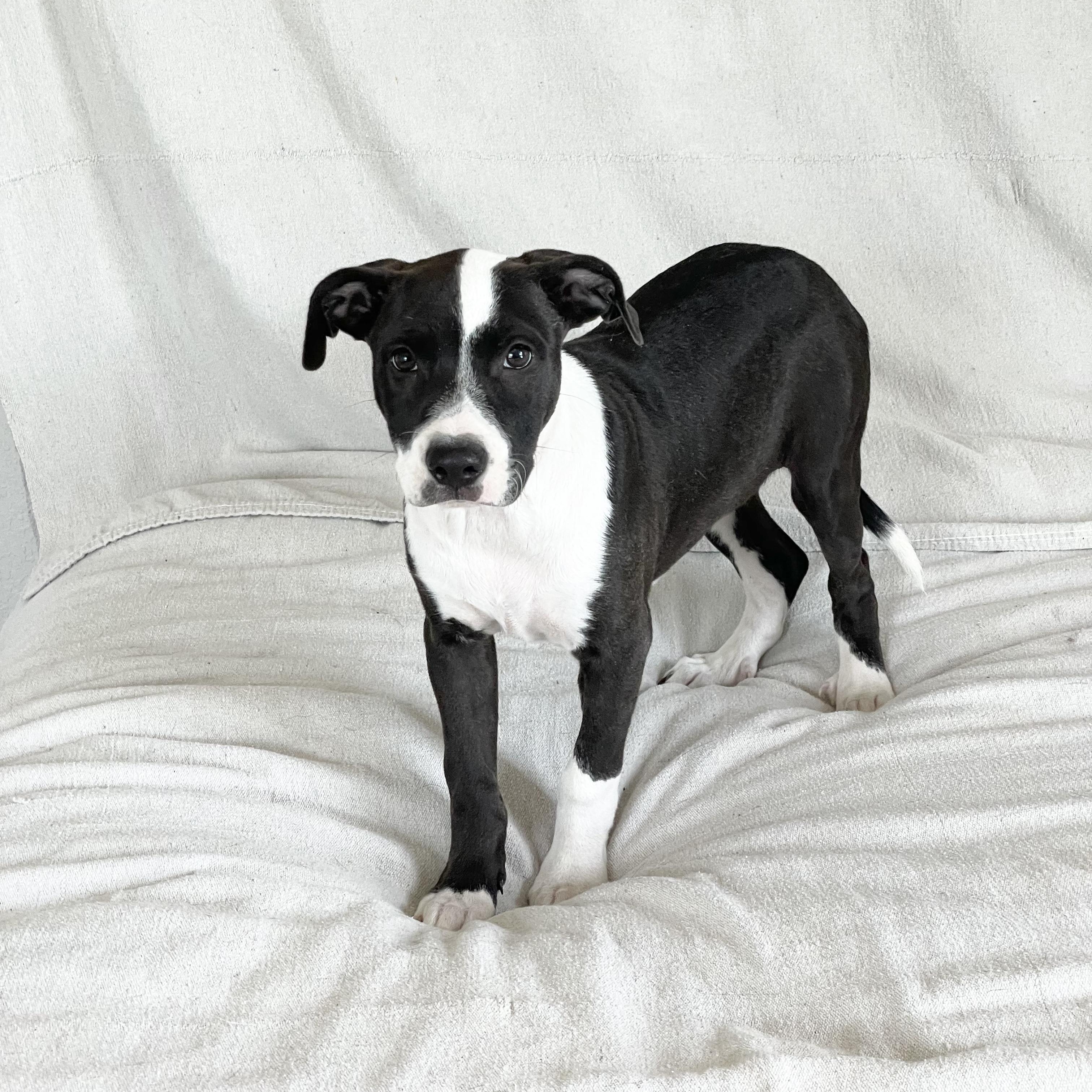 Darling Dixie Lee, a ADOPTABLE mixed breed in West Hartford , CT image 4/4