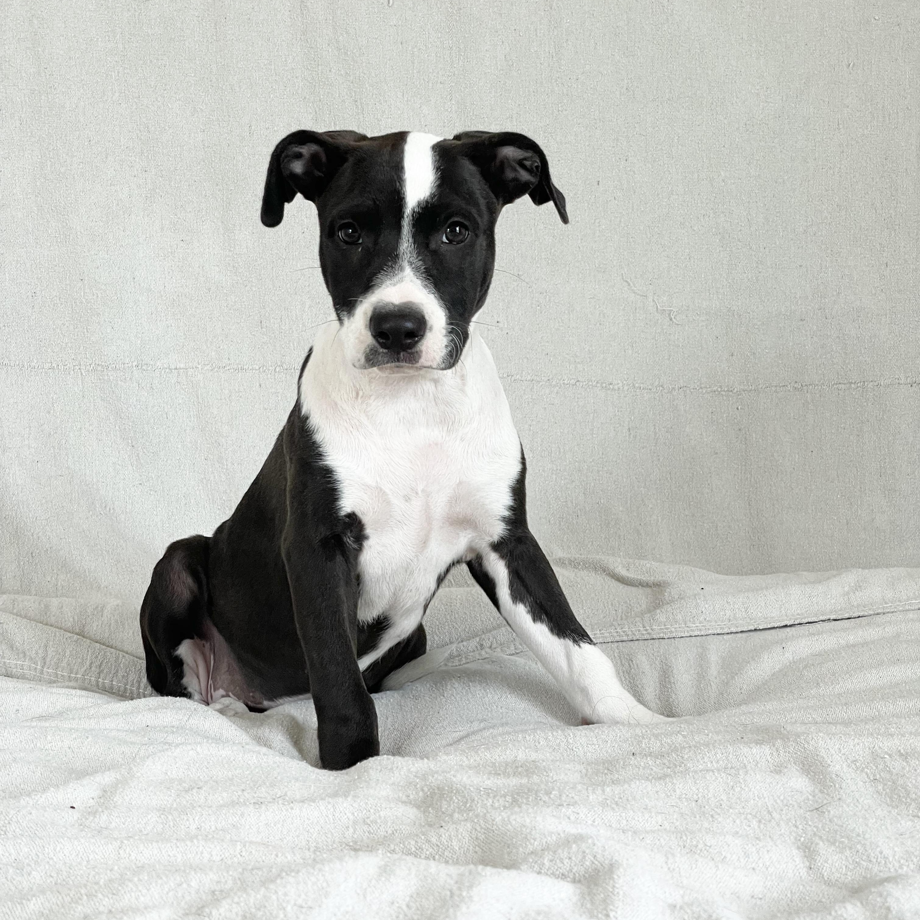 Darling Dixie Lee, a ADOPTABLE mixed breed in West Hartford , CT image 1/4