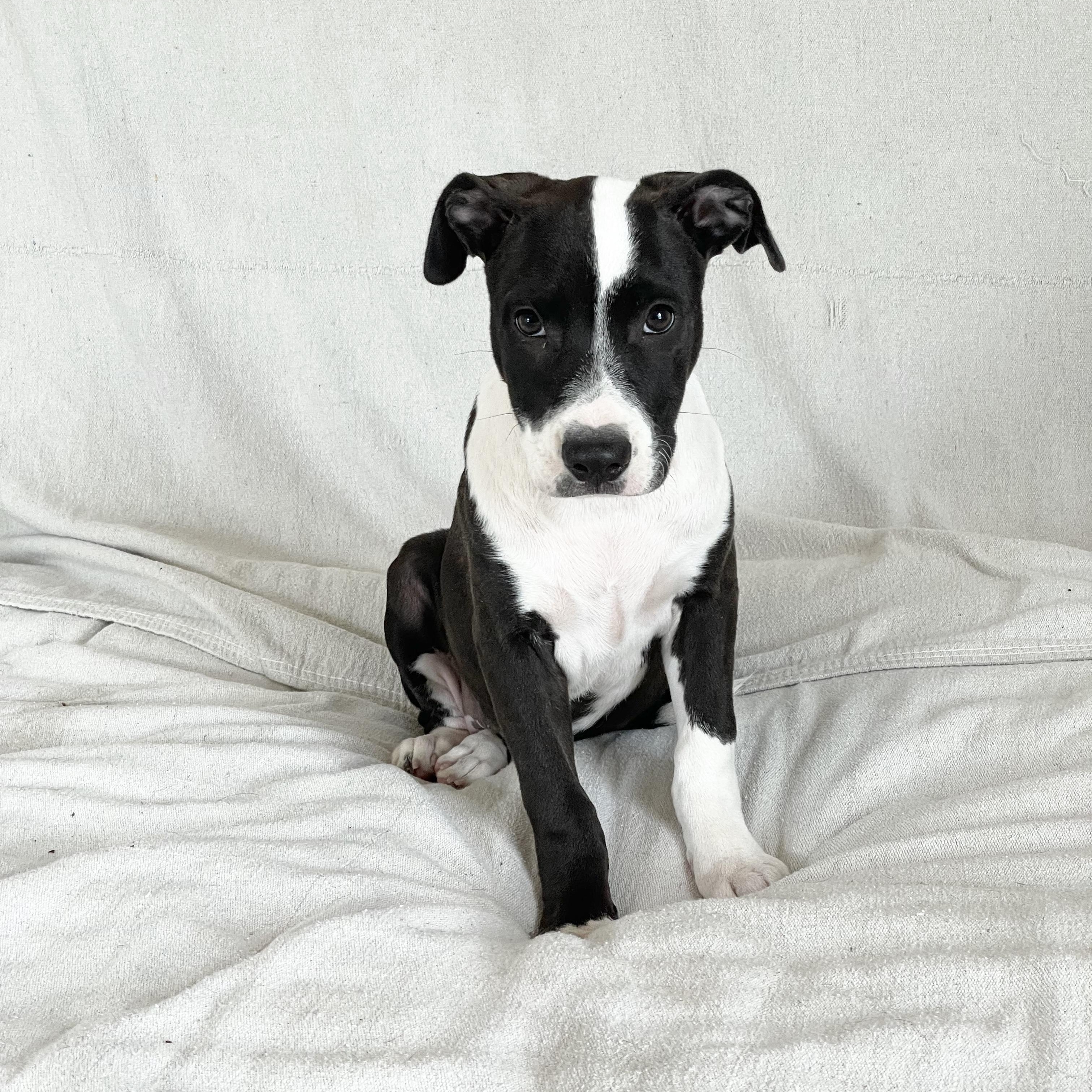 Darling Dixie Lee, a ADOPTABLE mixed breed in West Hartford , CT image 2/4