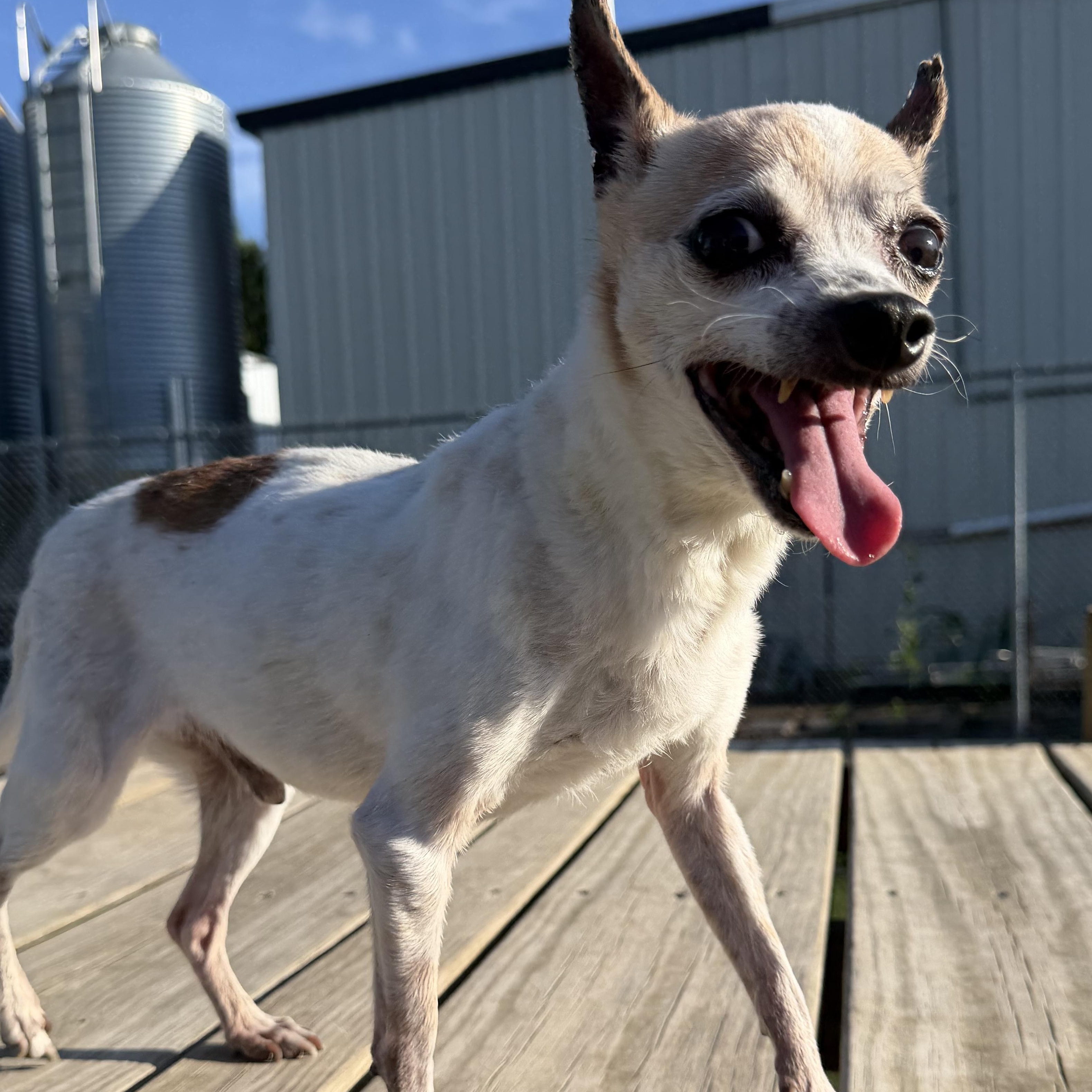 Dusty, Adoptable, Senior Male Chihuahua.