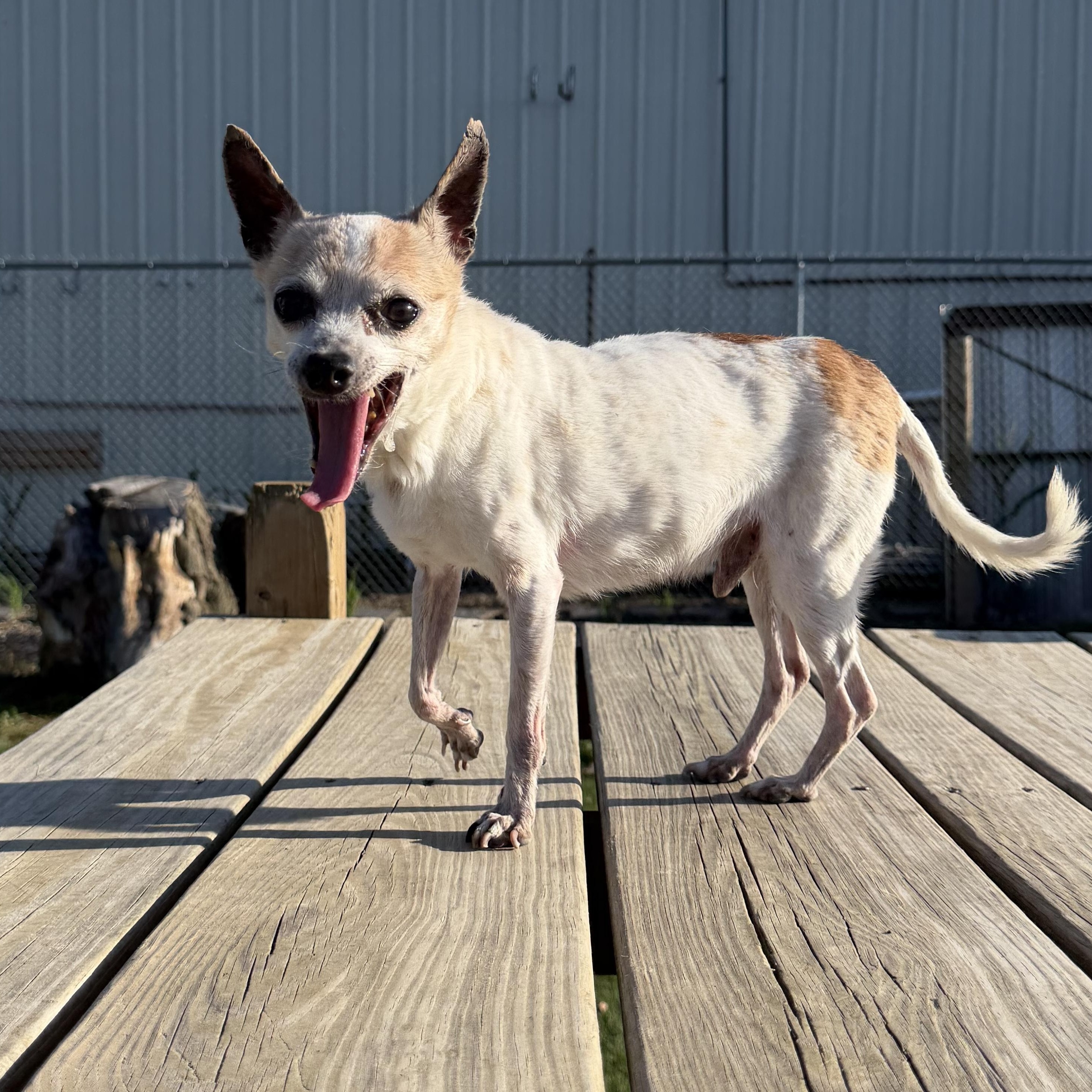 Enlarge Dusty, a Adoptable mixed breed in Spencer, IA image 2/2