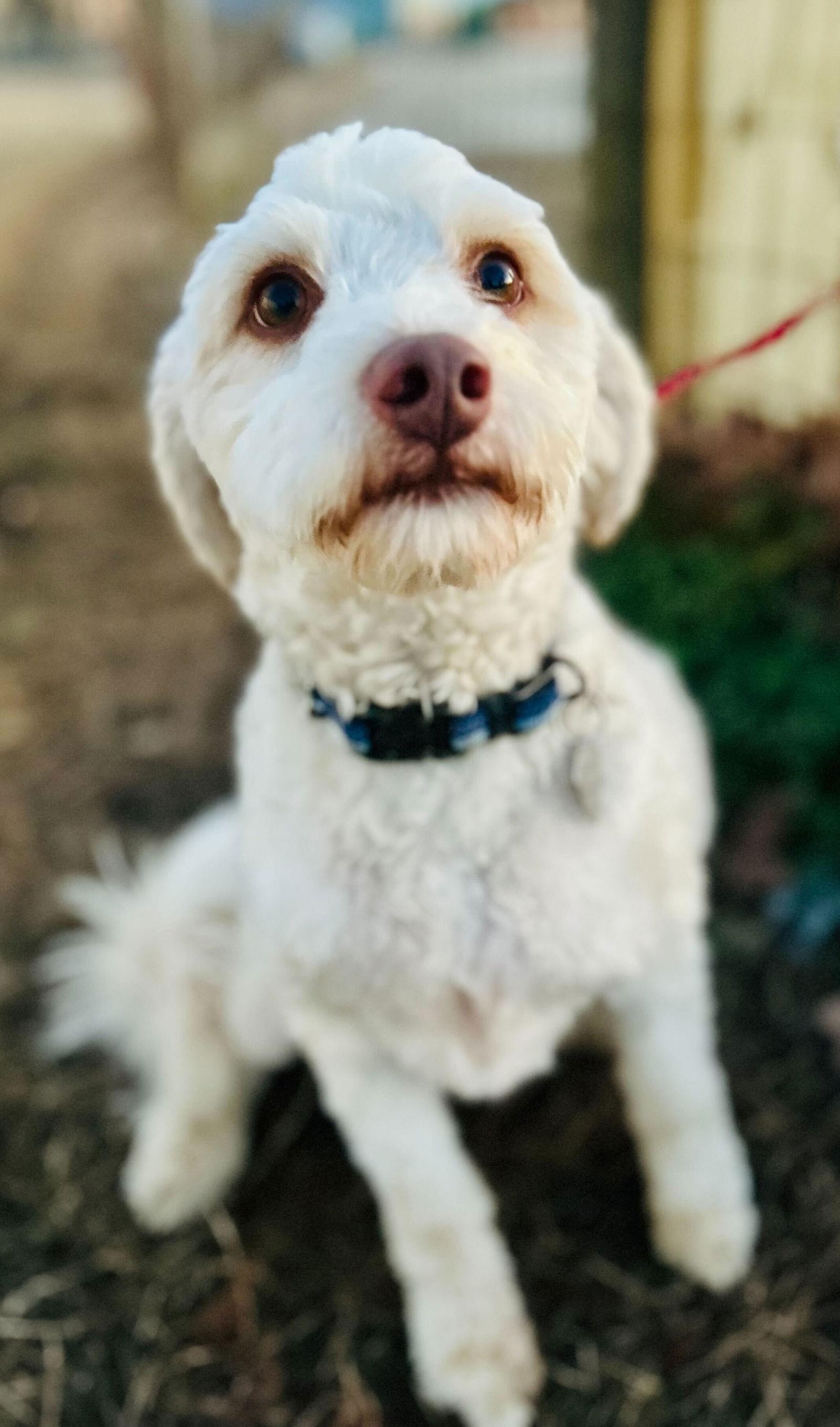 Enlarge Dewey Oct 25, a Adoptable mixed breed in Pacolet, SC image 2/3